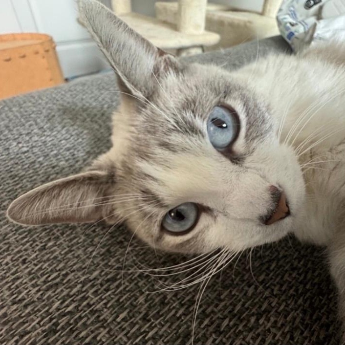 Esprit, Adoptable, Adult Female Snowshoe.