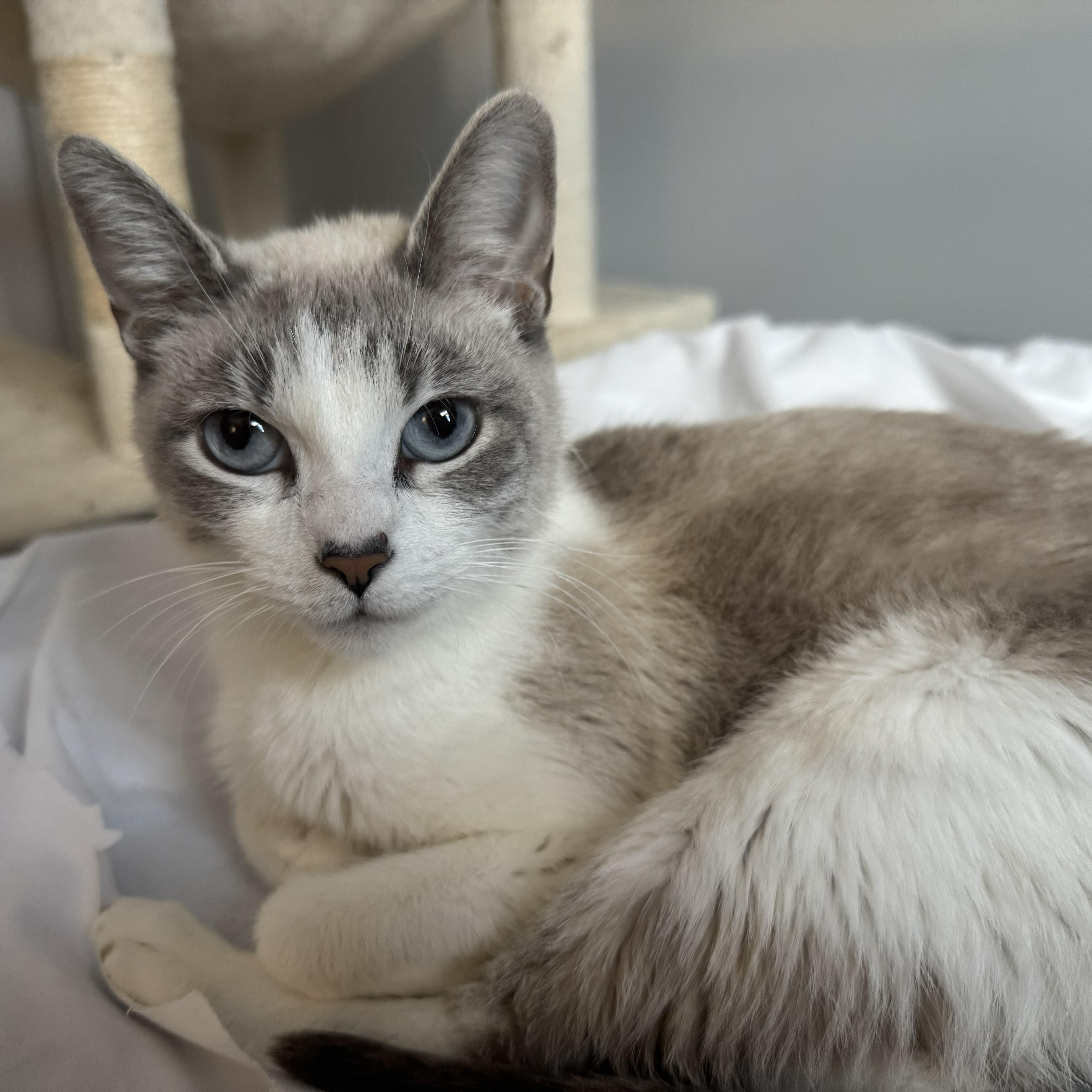 Enlarge Esprit, a Adoptable mixed breed in Chicago, IL image 4/5