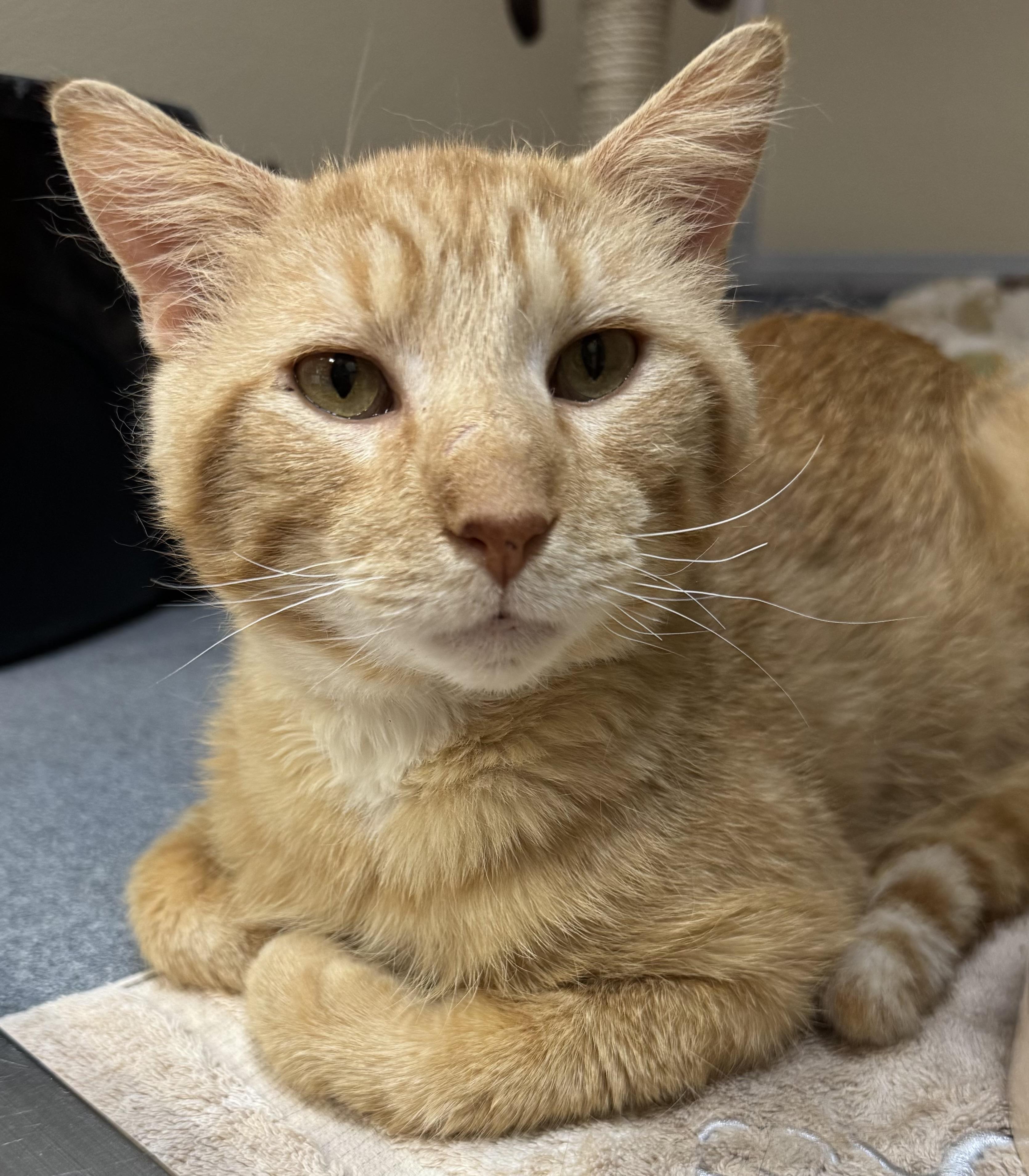 Nelson, adoptable, Adult Male Domestic Short Hair.