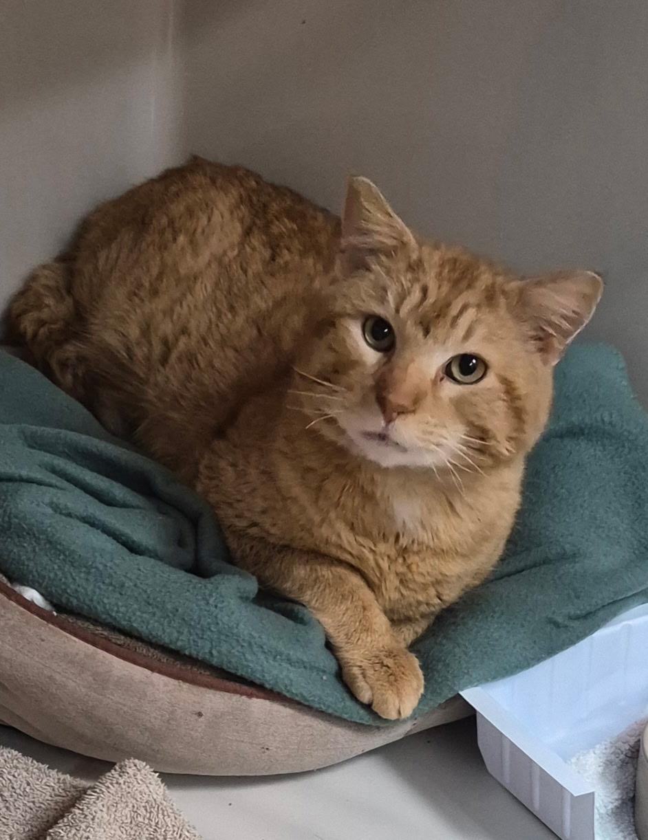 Enlarge Nelson, an adoptable Domestic Short Hair in Tomah, WI image 2/2