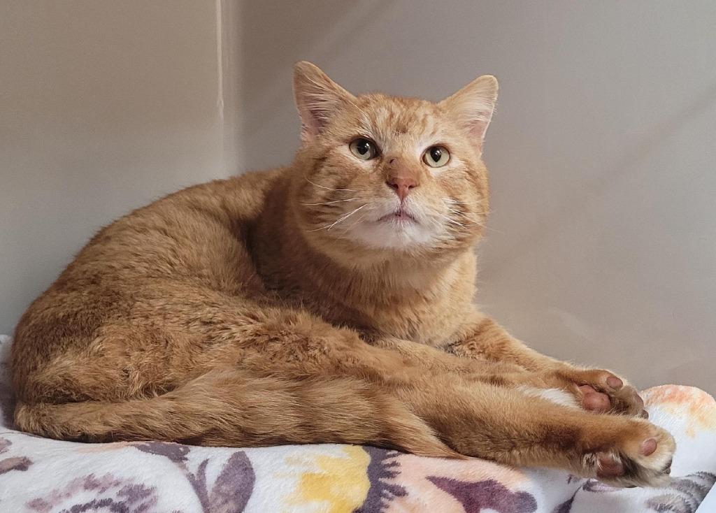 Enlarge Nelson, an adoptable Domestic Short Hair in Tomah, WI image 1/2