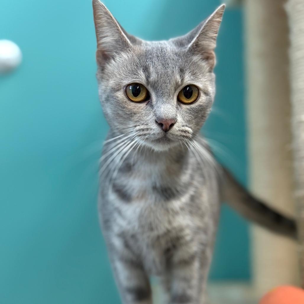 Clover, ADOPTABLE, Adult Female Domestic Short Hair.