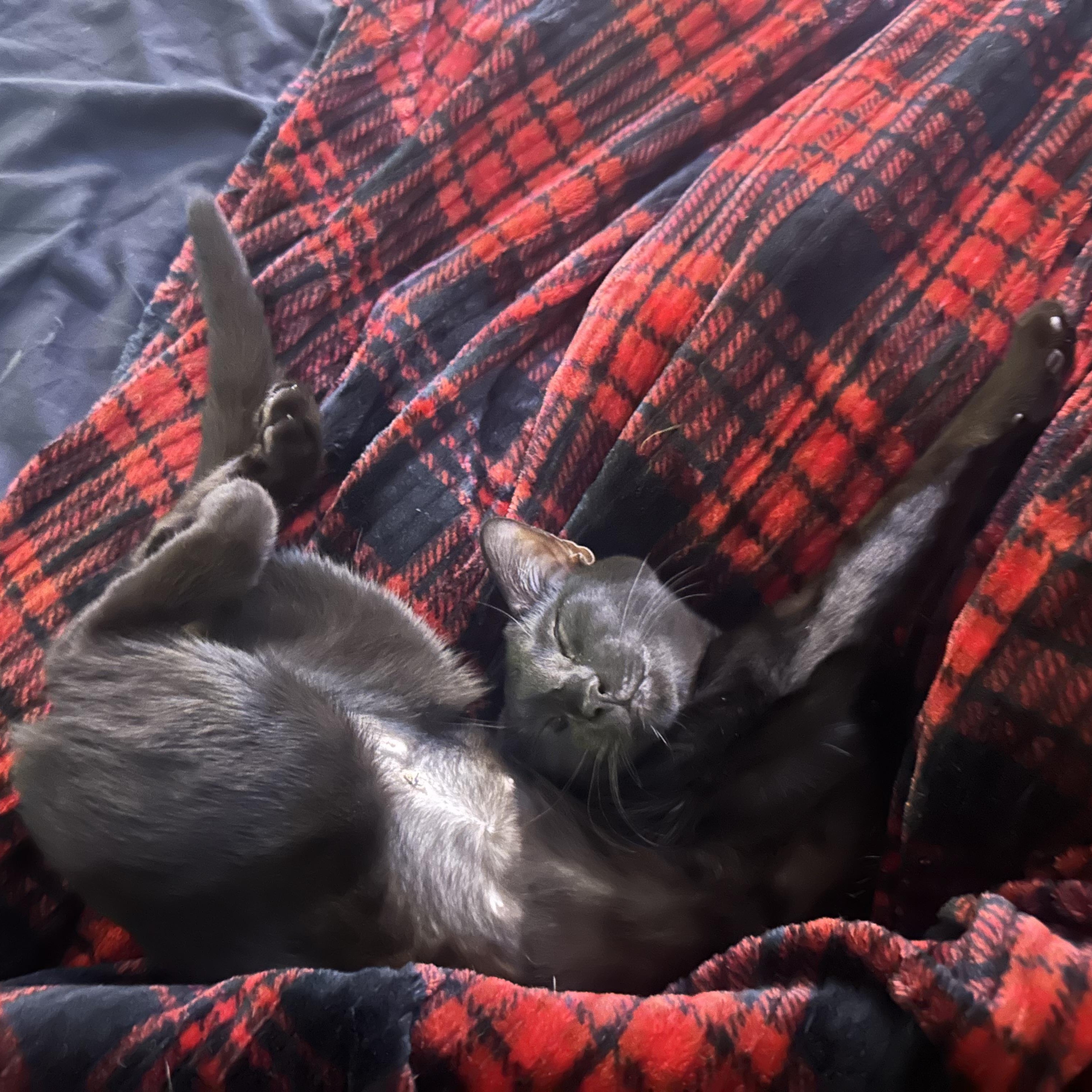 Noel, your best friend (and neck-warmer) who loooves you and follows you around!, a Adopted Domestic Short Hair in Jamaica Plain, MA image 2/4