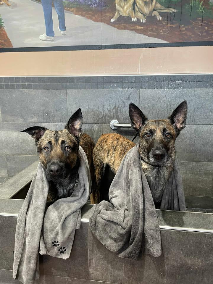 Enlarge Duke, a Adoptable mixed breed in Ottawa, ON image 4/6