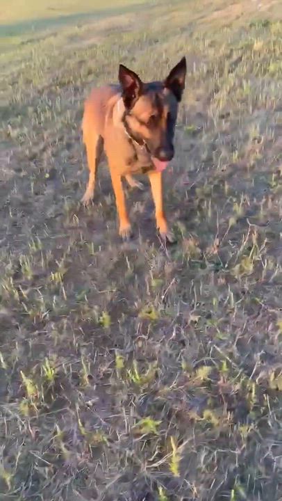 Enlarge Duke, a Adoptable mixed breed in Ottawa, ON video 3/6