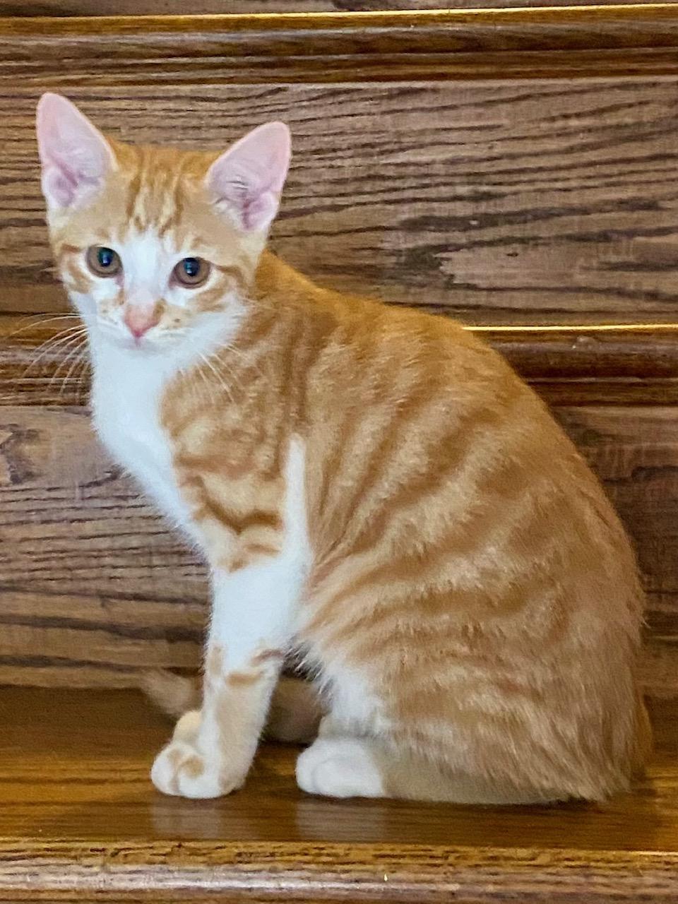 Enlarge Archie, a Adoptable Domestic Short Hair in Washington Grove, MD image 2/6