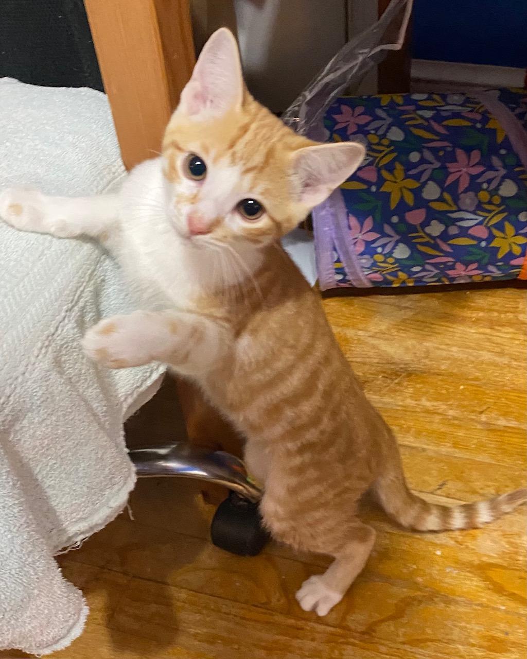 Enlarge Archie, a Adoptable Domestic Short Hair in Washington Grove, MD image 3/6