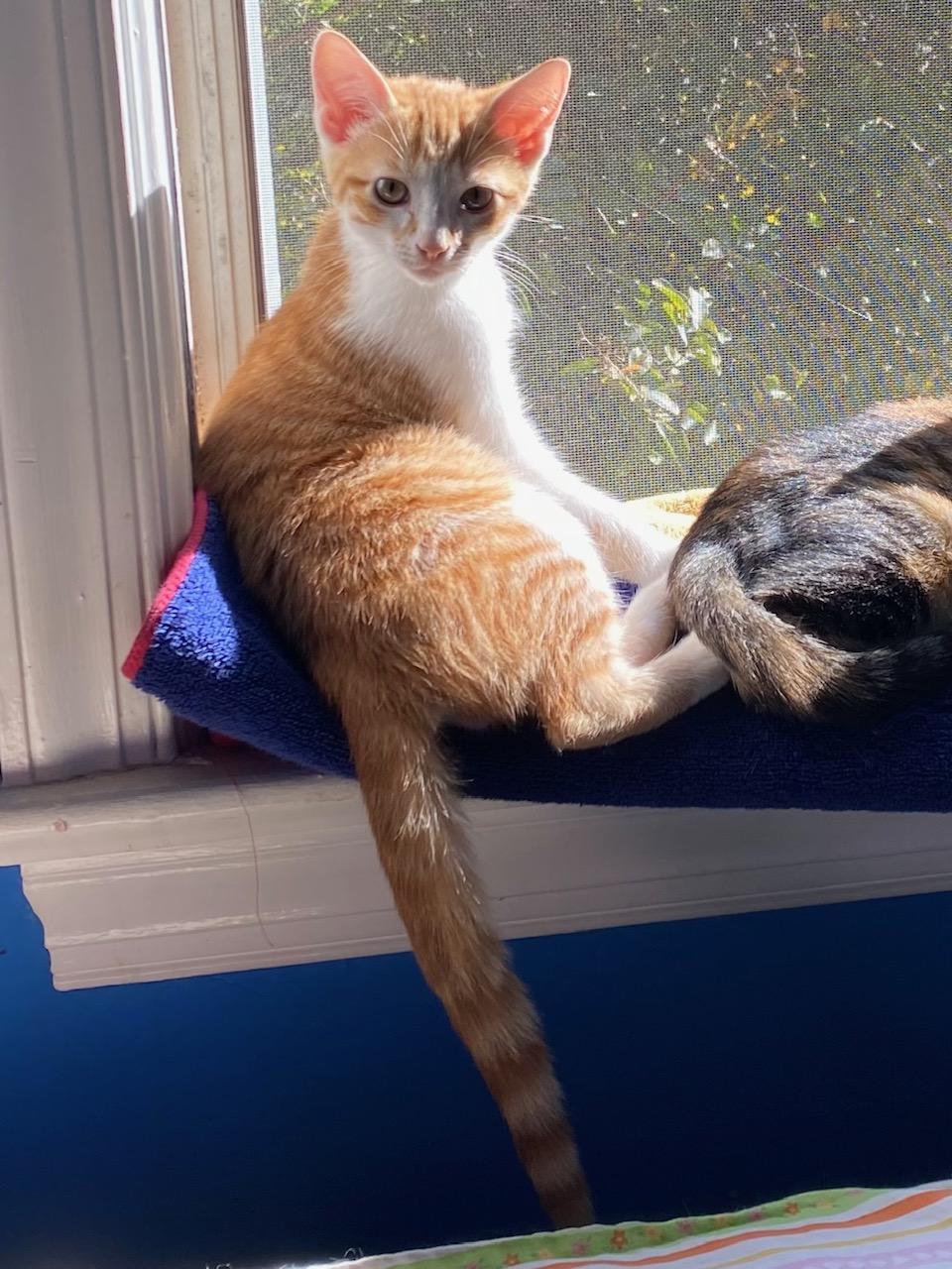 Enlarge Archie, a Adoptable Domestic Short Hair in Washington Grove, MD image 4/6