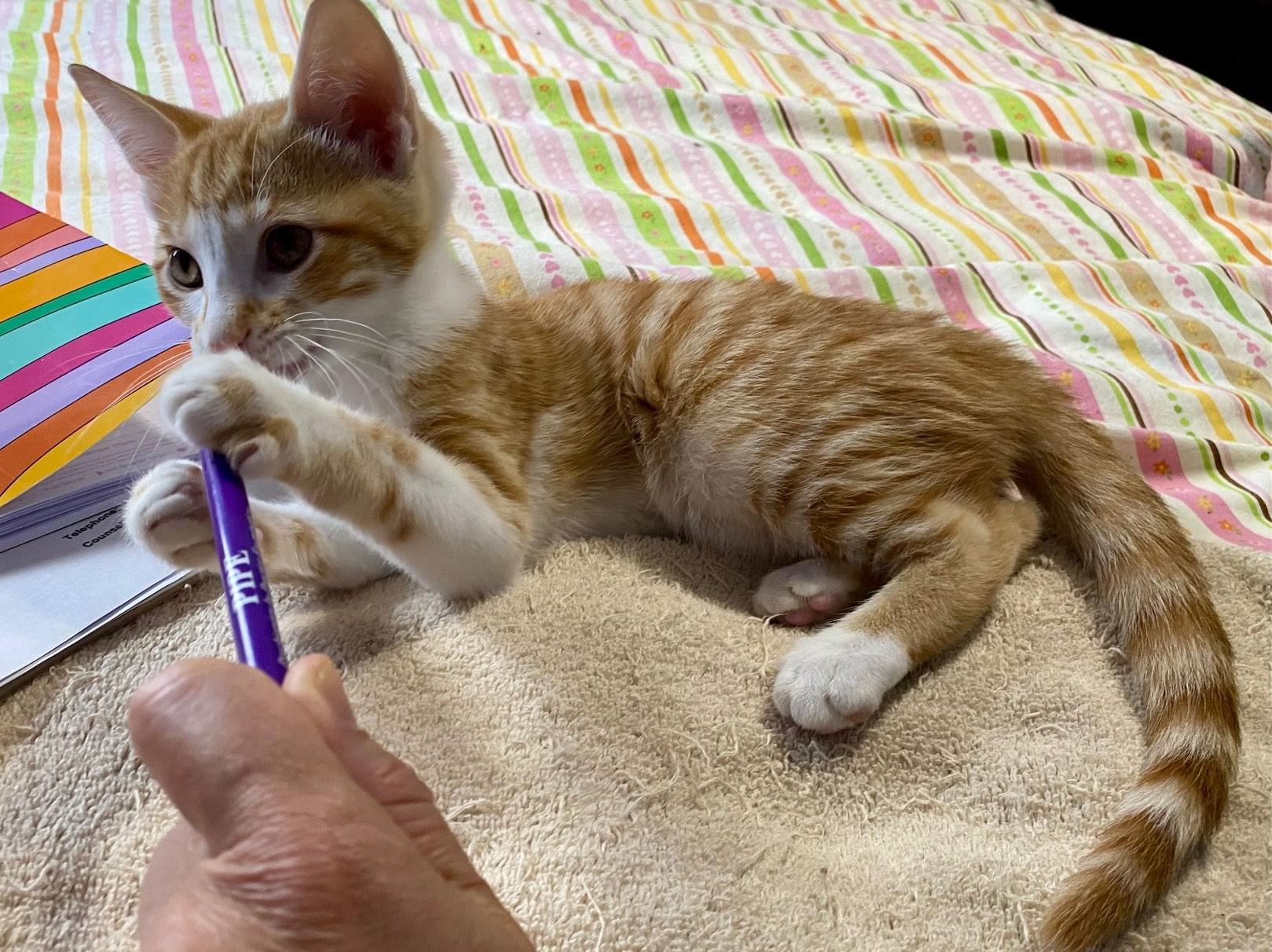 Enlarge Archie, a Adoptable Domestic Short Hair in Washington Grove, MD image 5/6