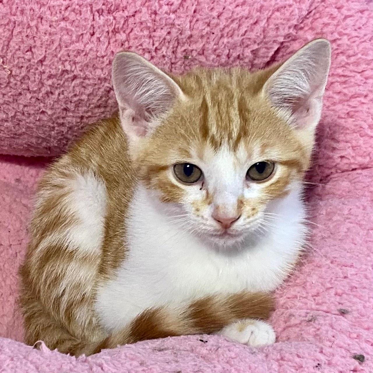 Enlarge Archie, a Adoptable Domestic Short Hair in Washington Grove, MD image 1/6