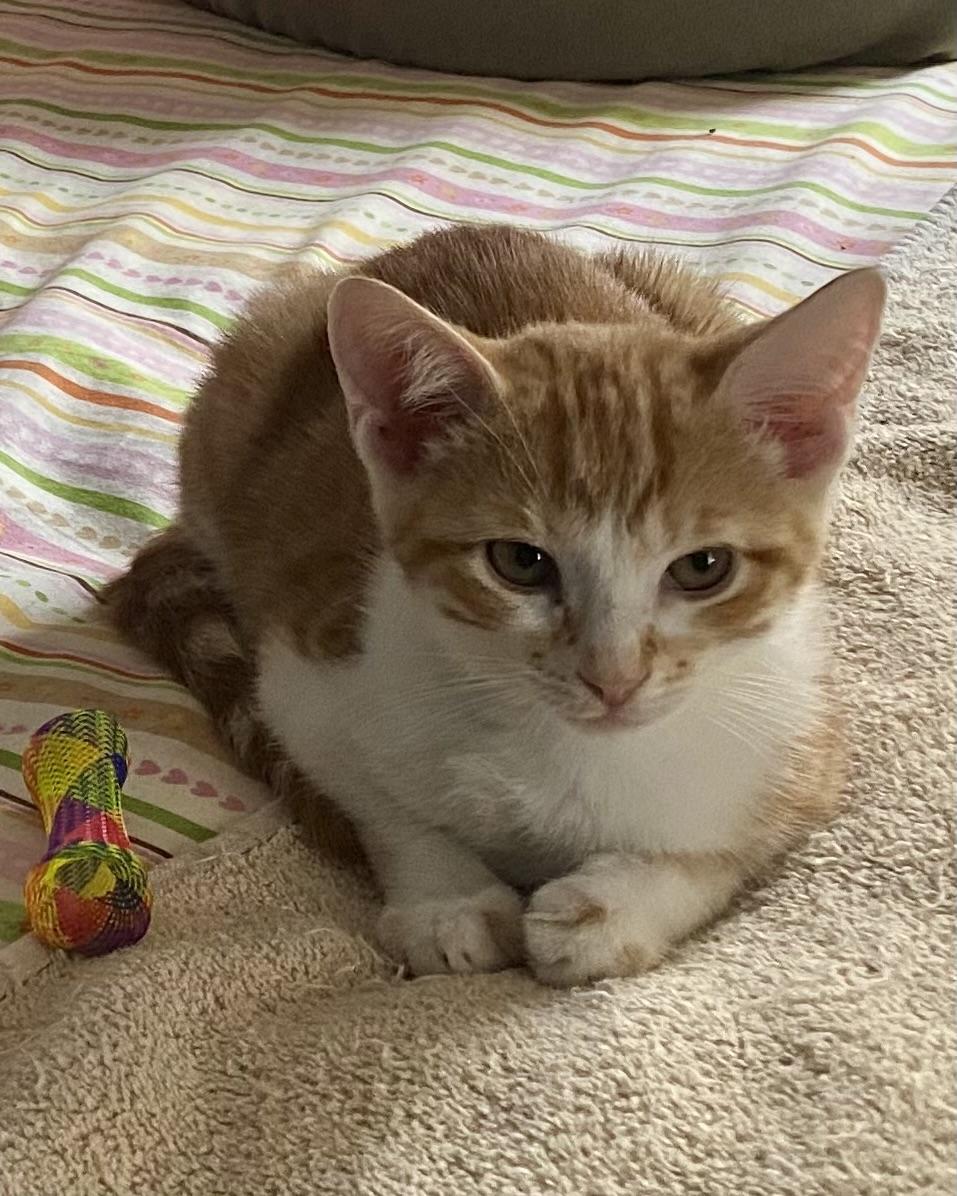 Enlarge Archie, a Adoptable Domestic Short Hair in Washington Grove, MD image 6/6