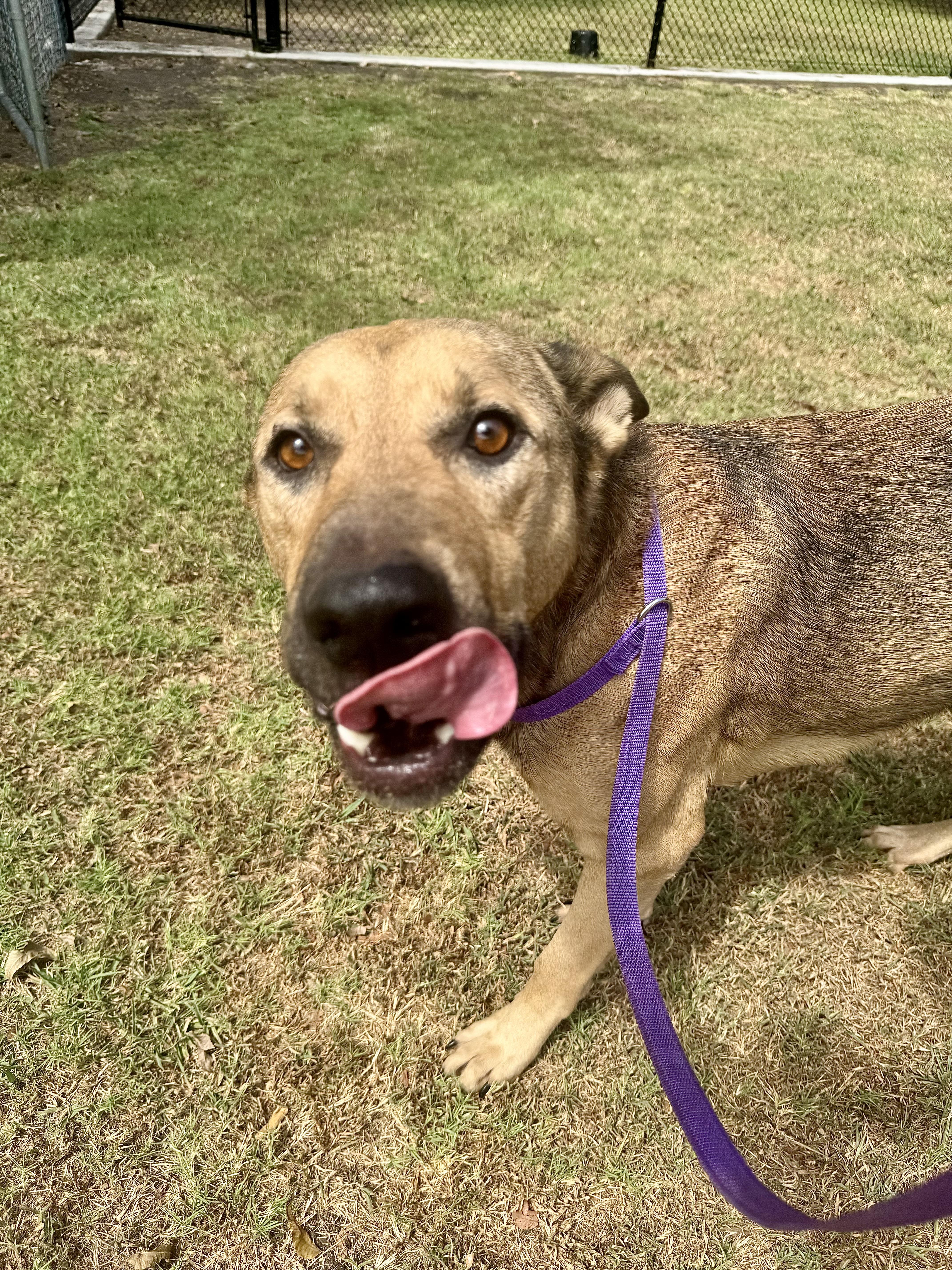 Dudebro, a ADOPTABLE mixed breed in Sherman, TX image 4/4
