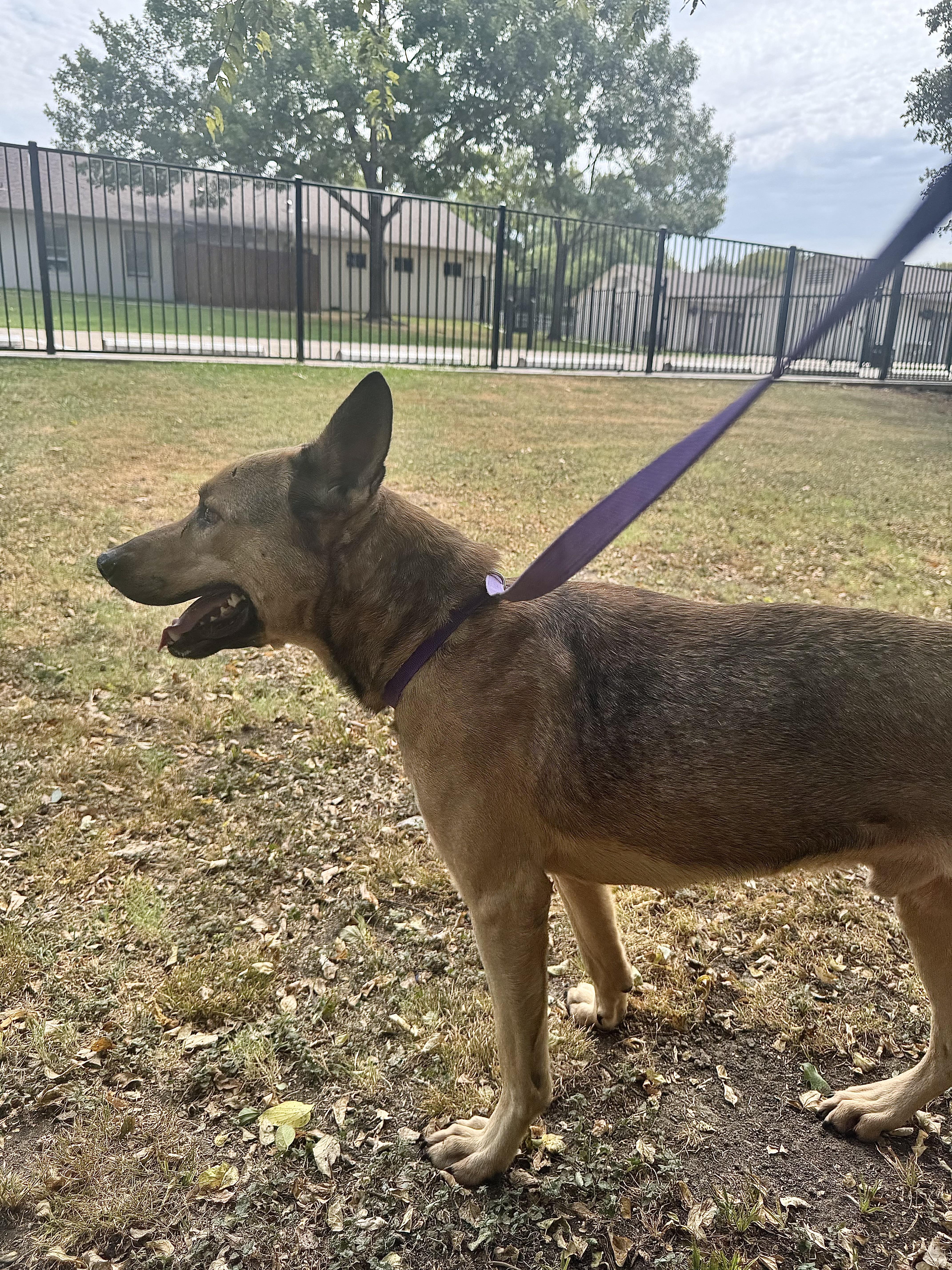 Dudebro, a ADOPTABLE mixed breed in Sherman, TX image 3/4