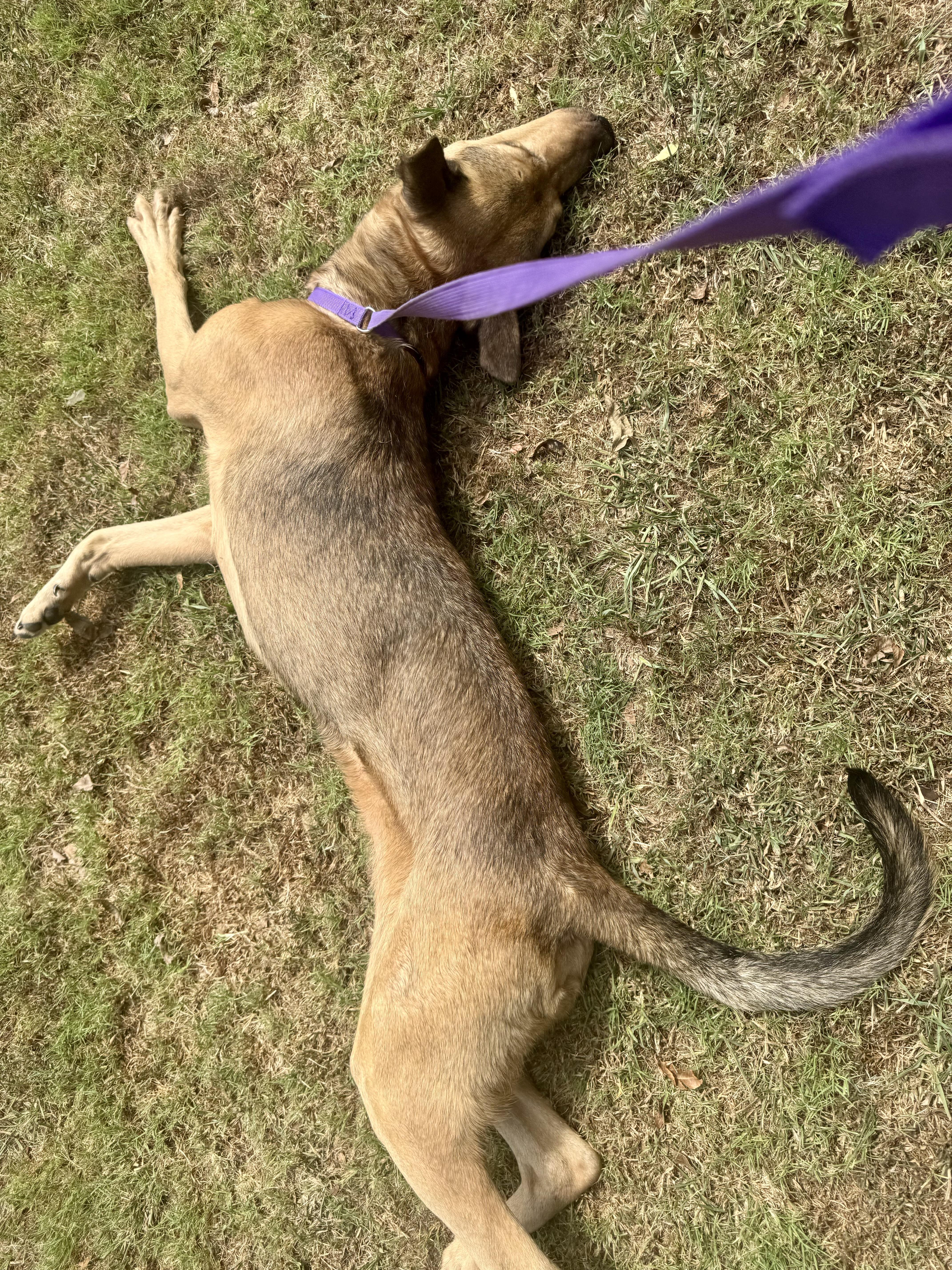 Dudebro, a ADOPTABLE mixed breed in Sherman, TX image 1/4