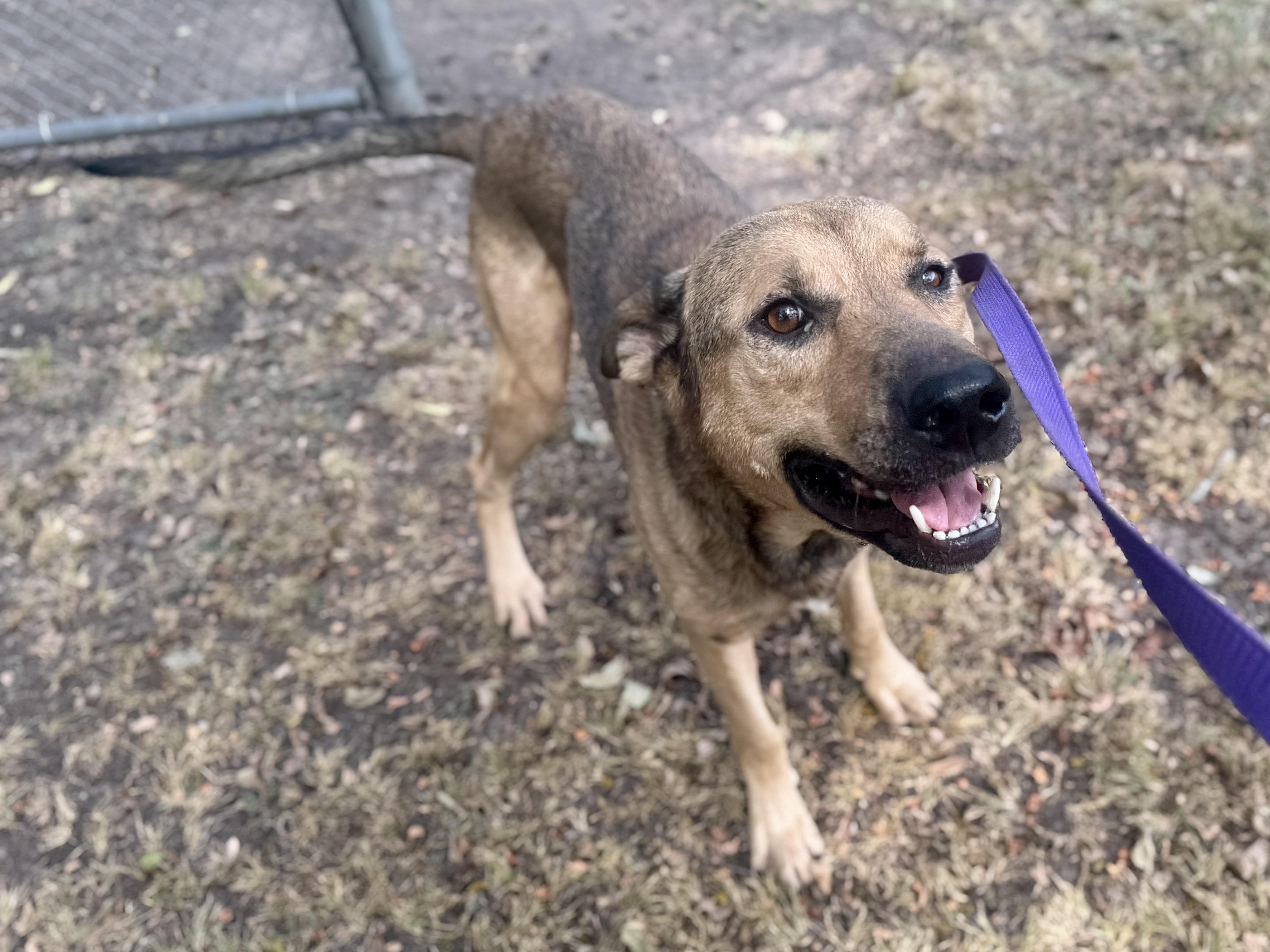 Dudebro, a ADOPTABLE mixed breed in Sherman, TX image 2/4