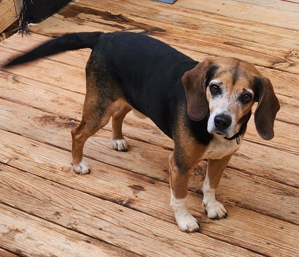 FRASIER, Adult Male Beagle