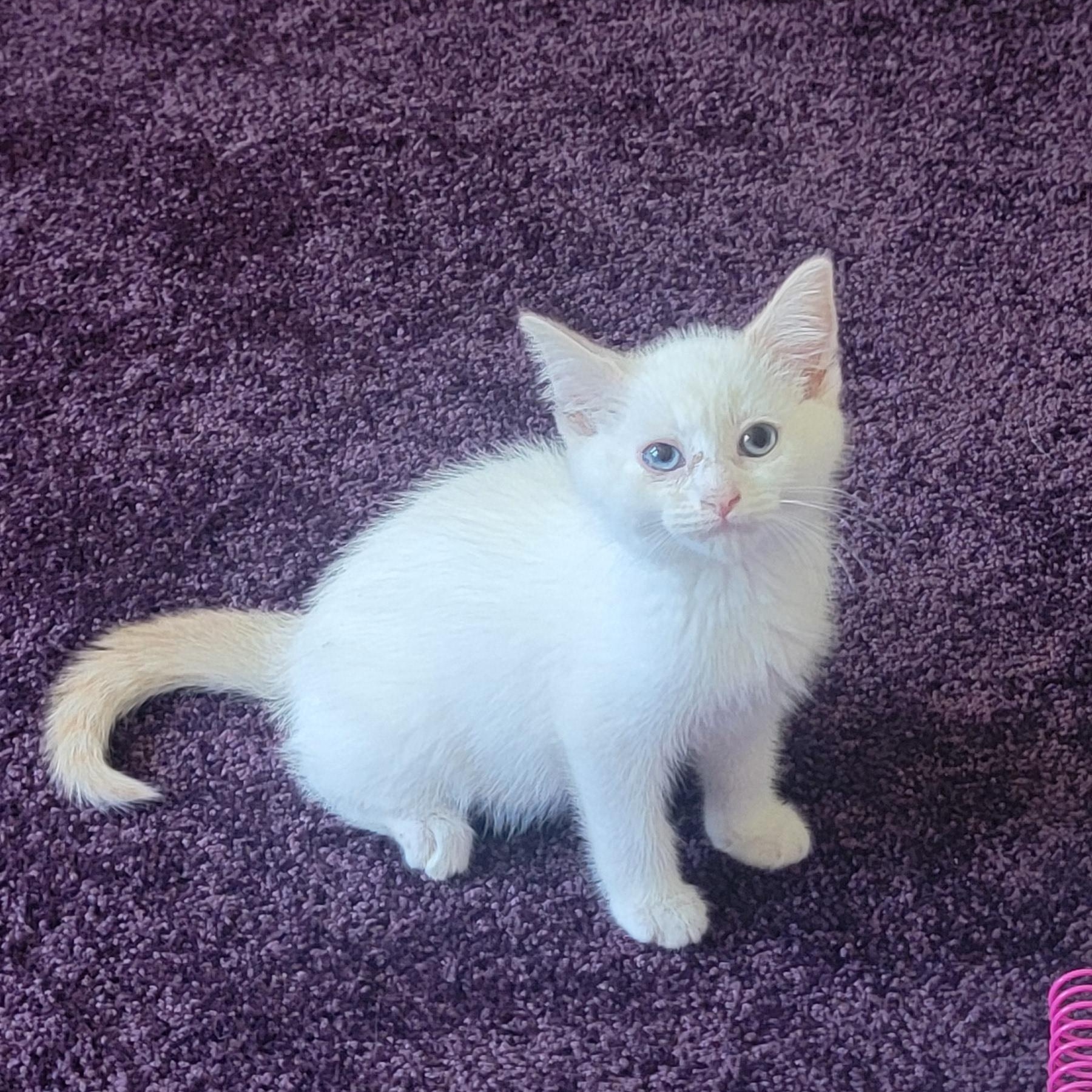Flap Jack, ADOPTABLE, Kitten Male Siamese.