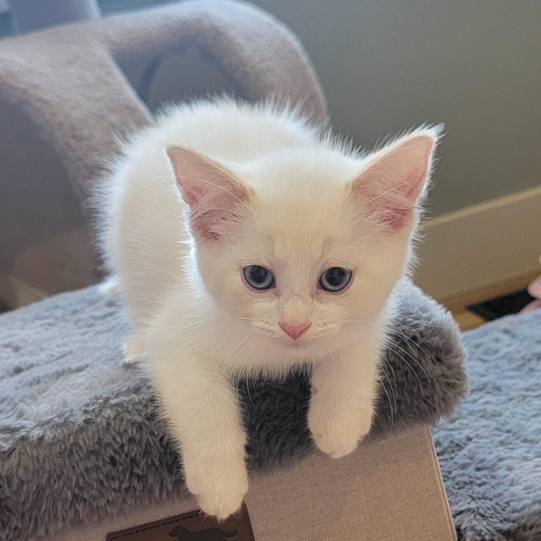 Flap Jack, a ADOPTABLE Siamese in Wyandotte, MI image 2/6
