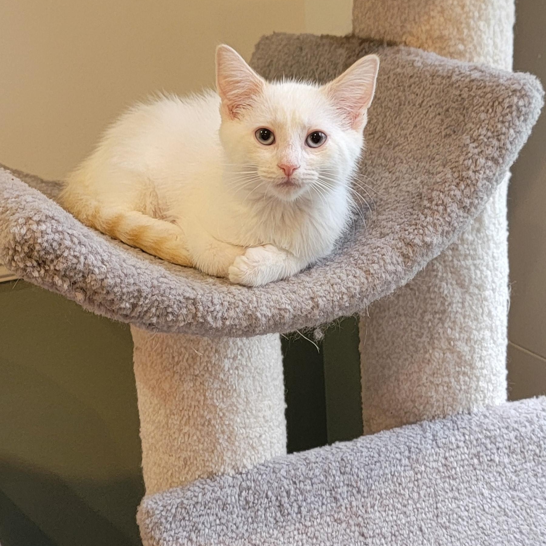 Enlarge Flap Jack adopted 7.3.26, an adoptable Siamese in Wyandotte, MI image 6/6