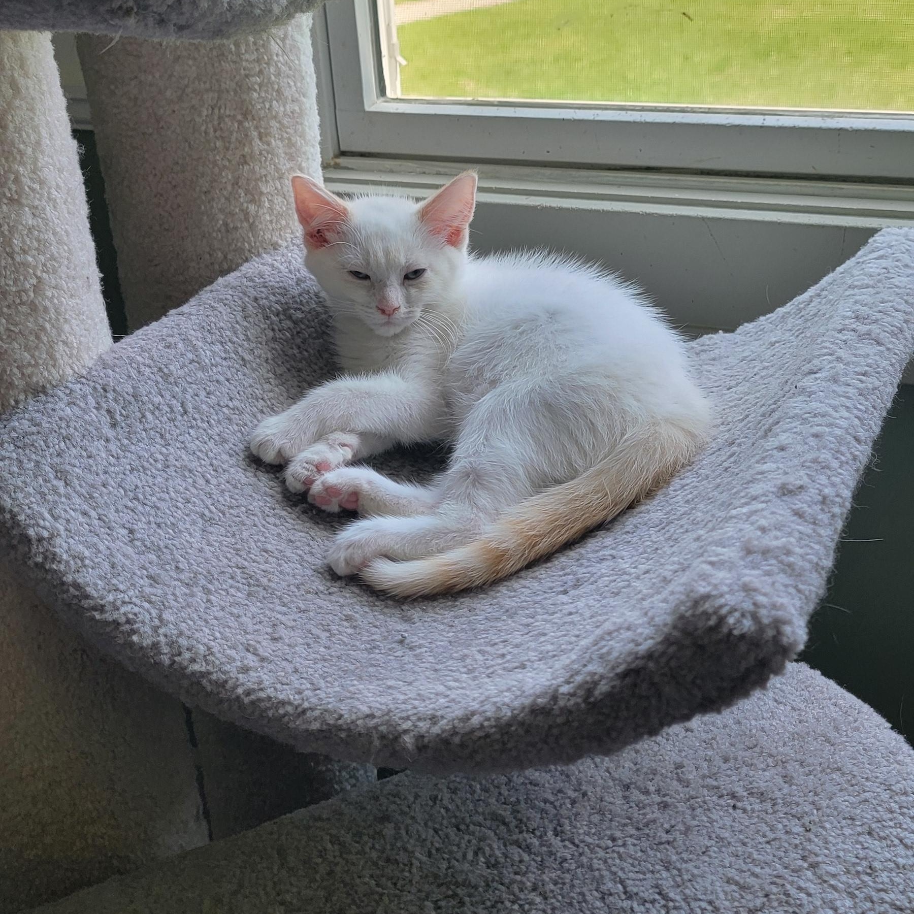 Flap Jack, a ADOPTABLE Siamese in Wyandotte, MI image 5/6
