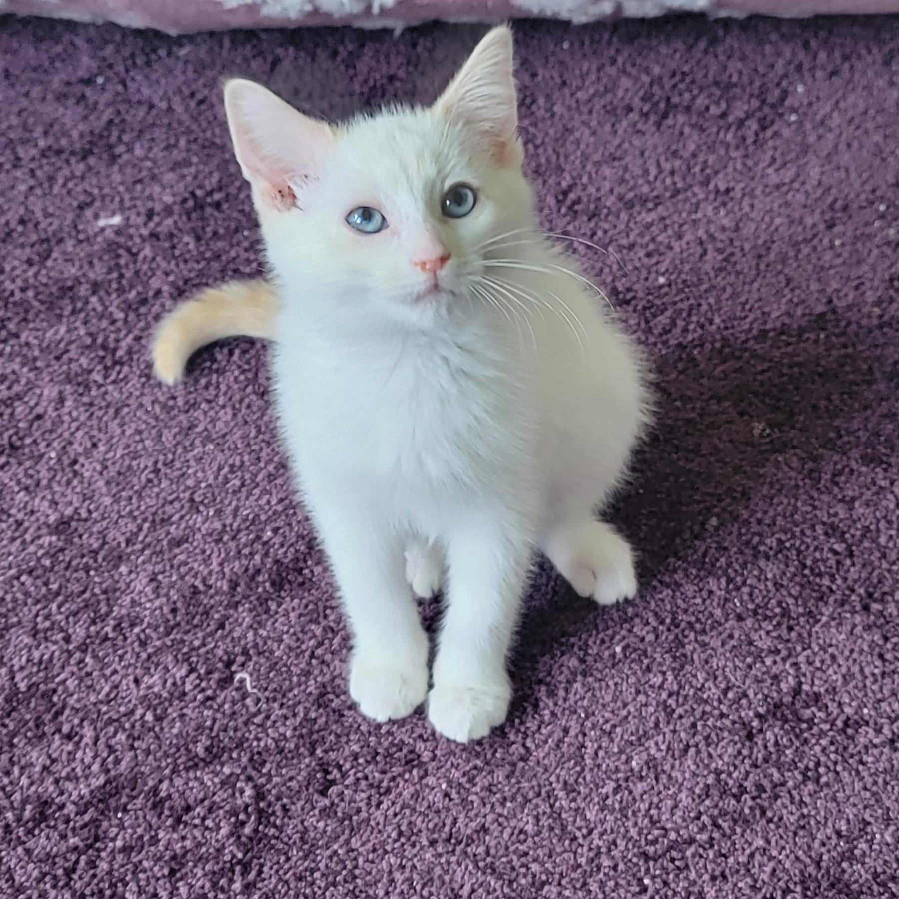 Flap Jack, a ADOPTABLE Siamese in Wyandotte, MI image 6/6