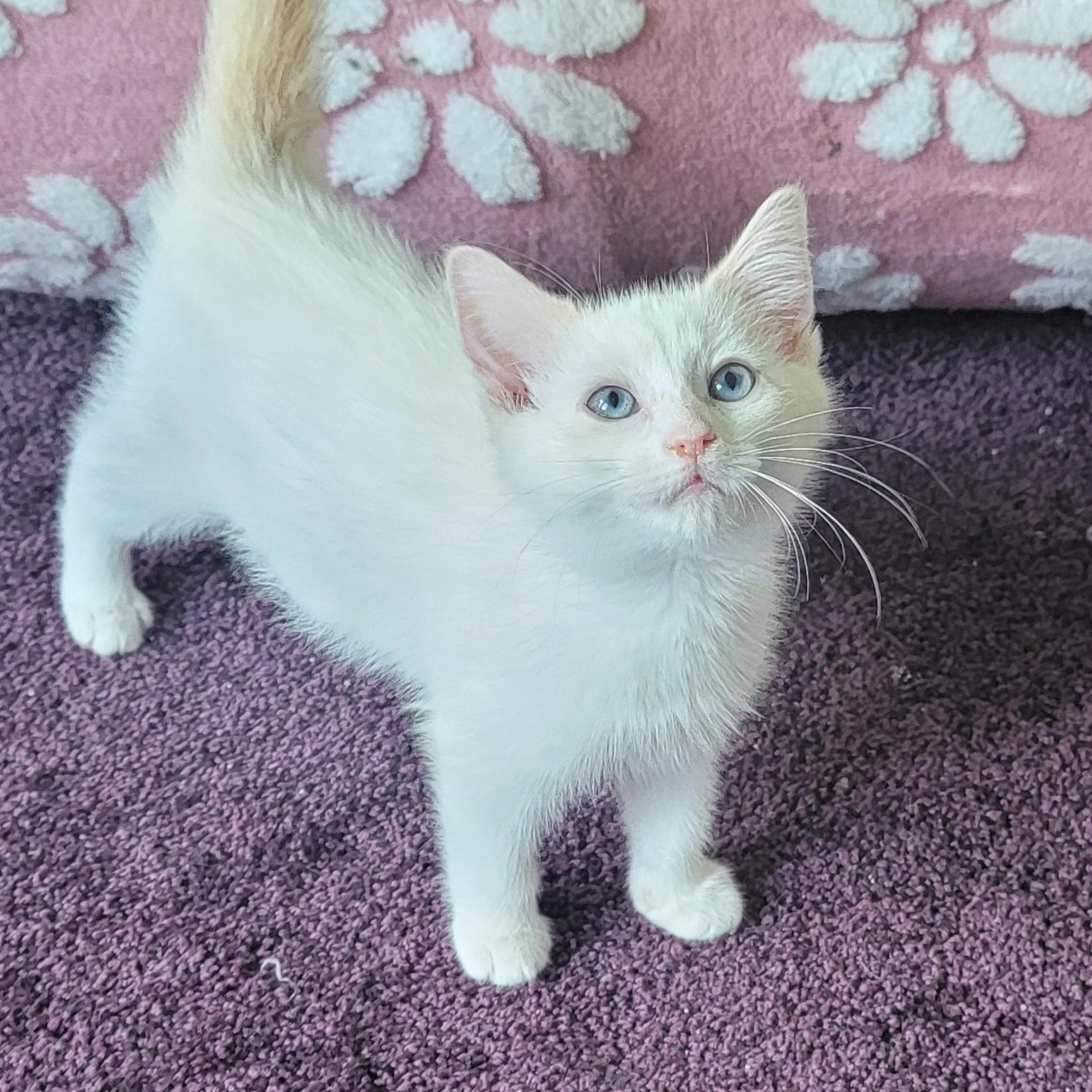 Flap Jack, a ADOPTABLE Siamese in Wyandotte, MI image 4/6