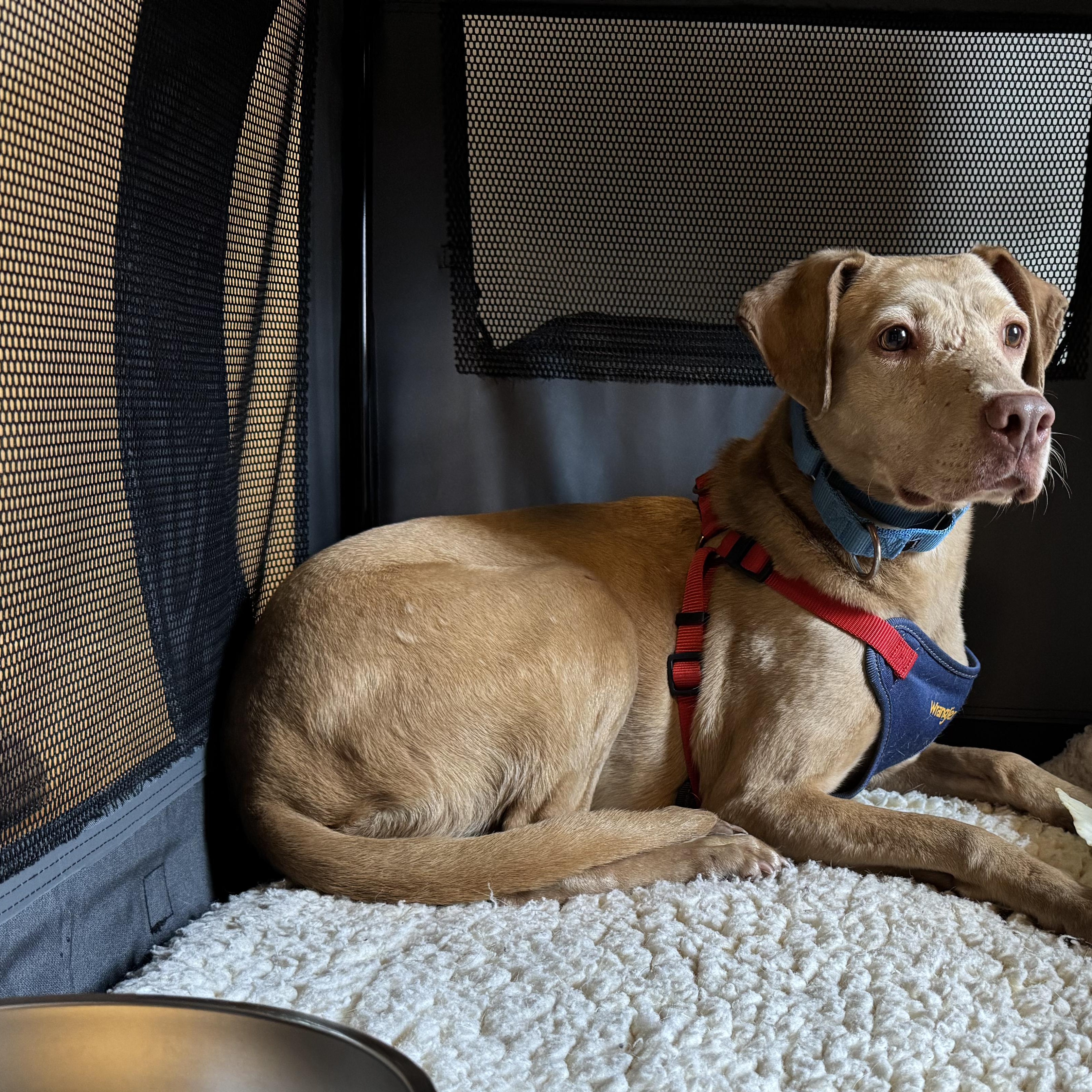 Enlarge Sweet Sara, a ADOPTABLE Mixed Breed in Burlington, VT image 3/6