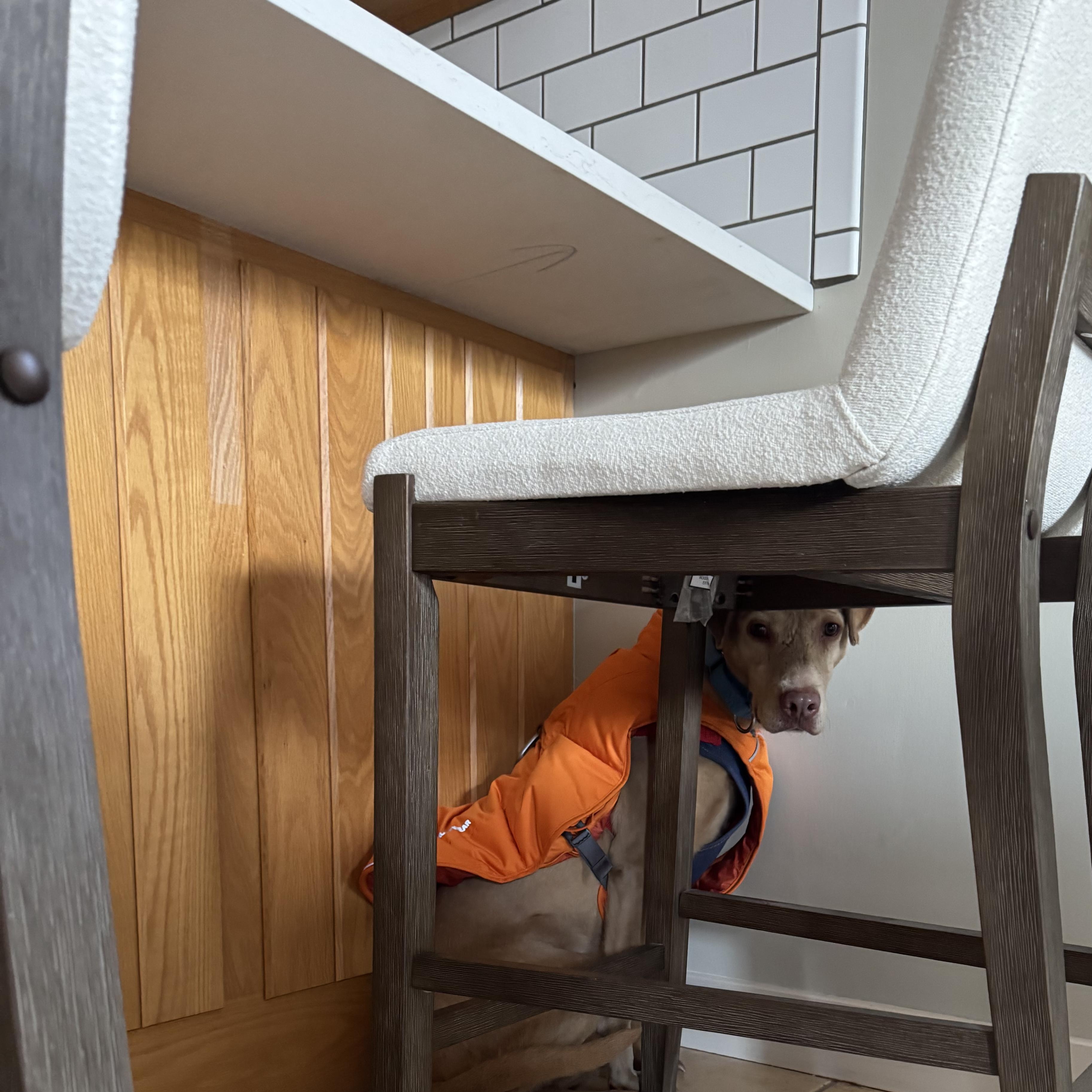 Enlarge Sweet Sara, a ADOPTABLE Mixed Breed in Burlington, VT image 5/6