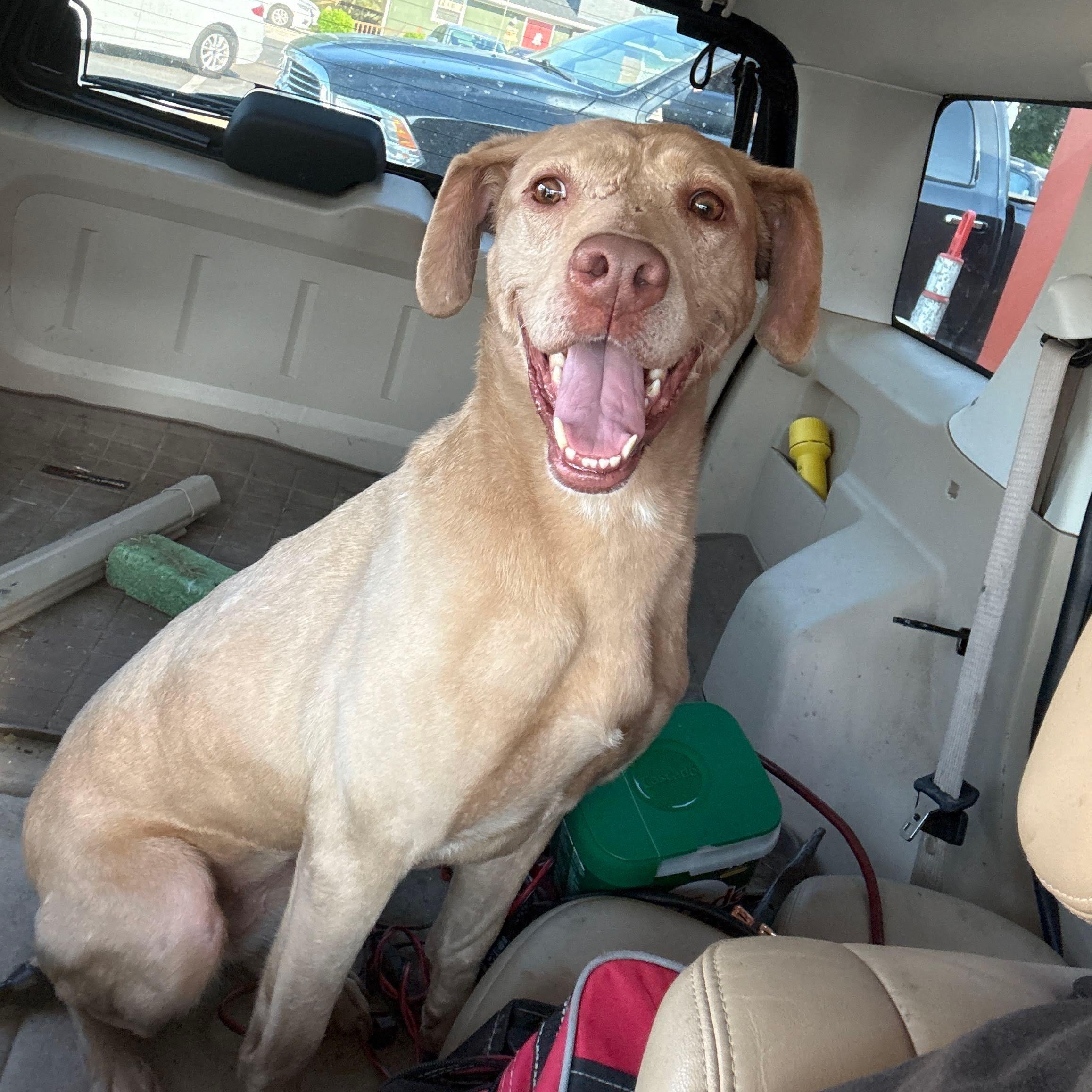 Sweet Sara, ADOPTABLE, Adult Female Mixed Breed.