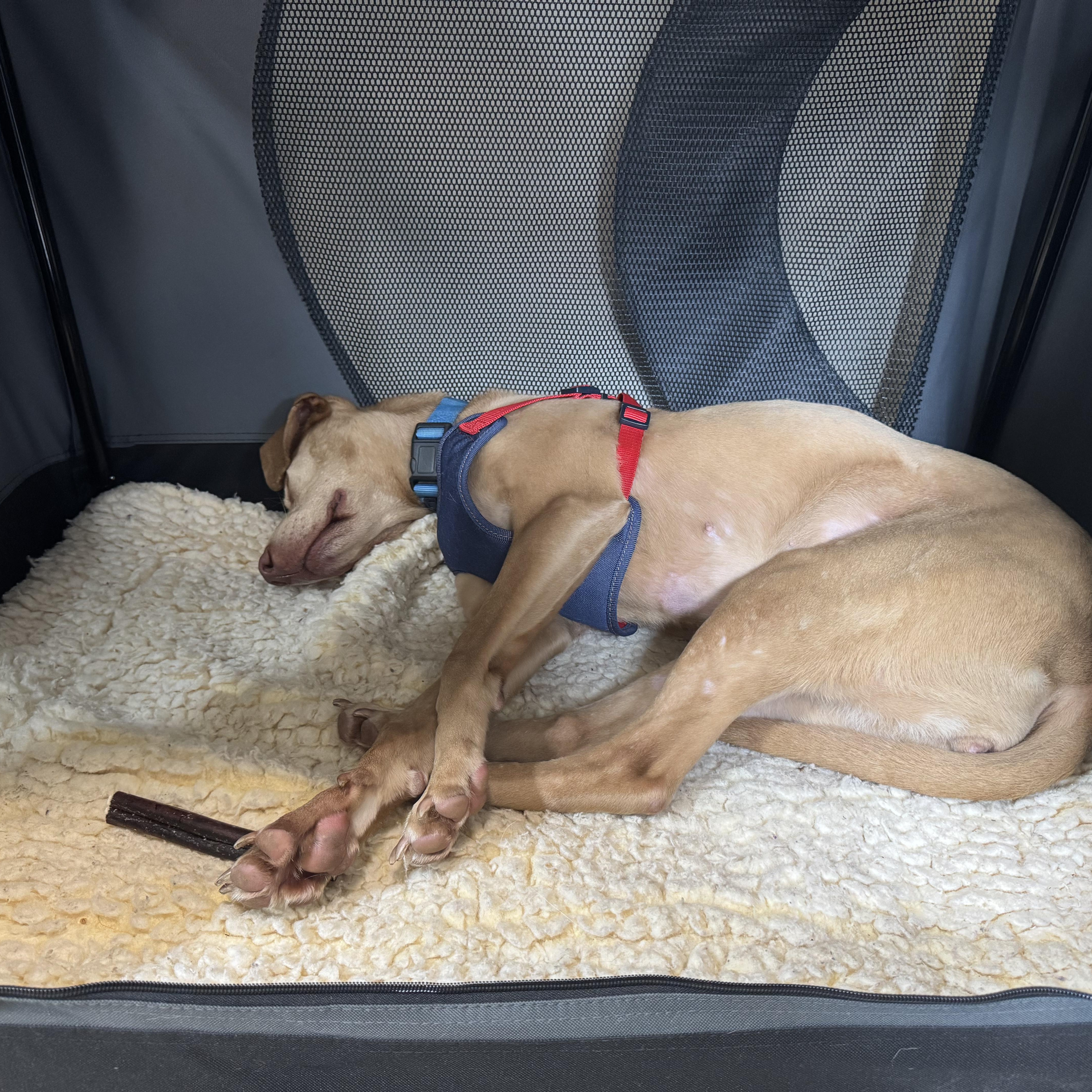 Enlarge Sweet Sara, a ADOPTABLE Mixed Breed in Burlington, VT image 4/6