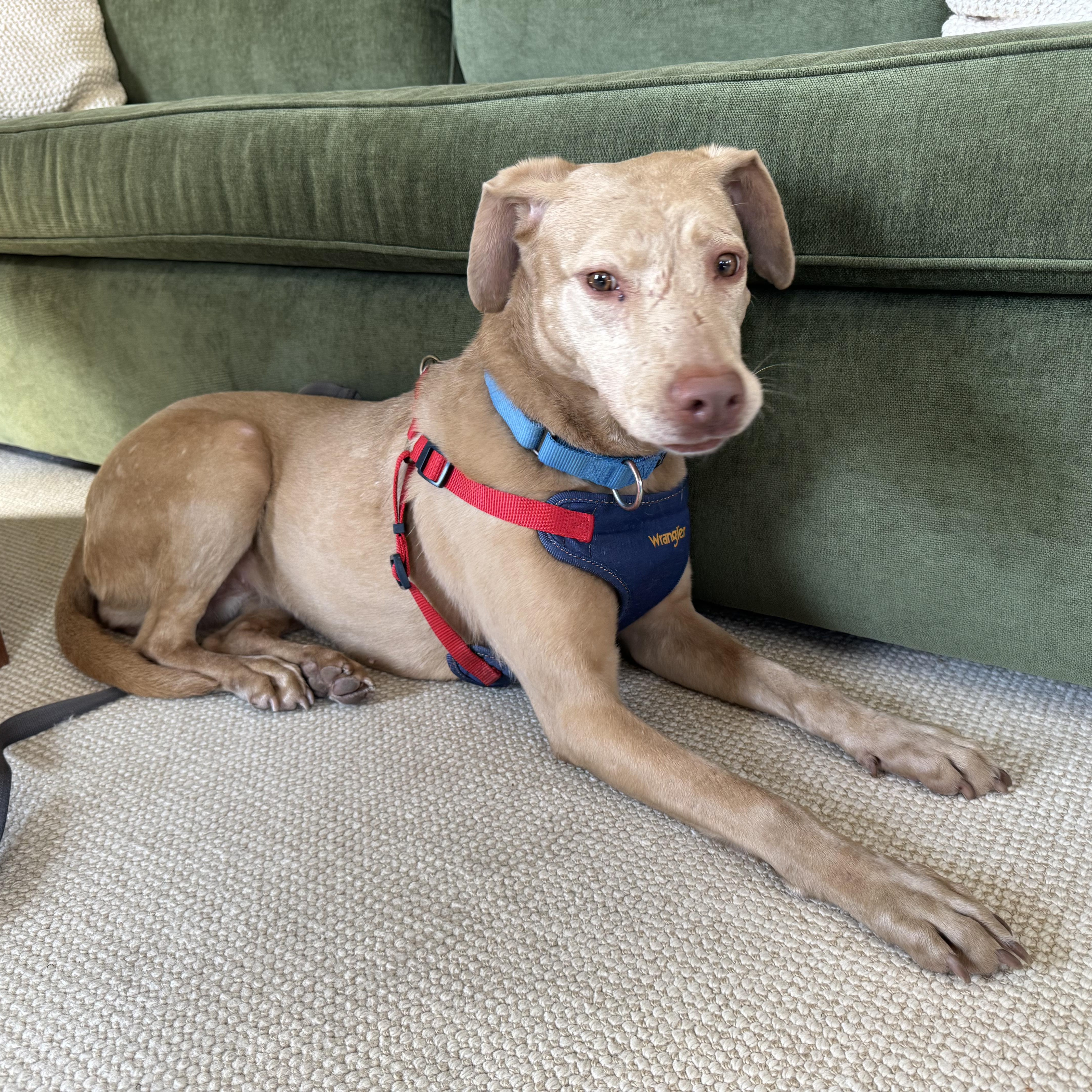 Enlarge Sweet Sara, a ADOPTABLE Mixed Breed in Burlington, VT image 6/6