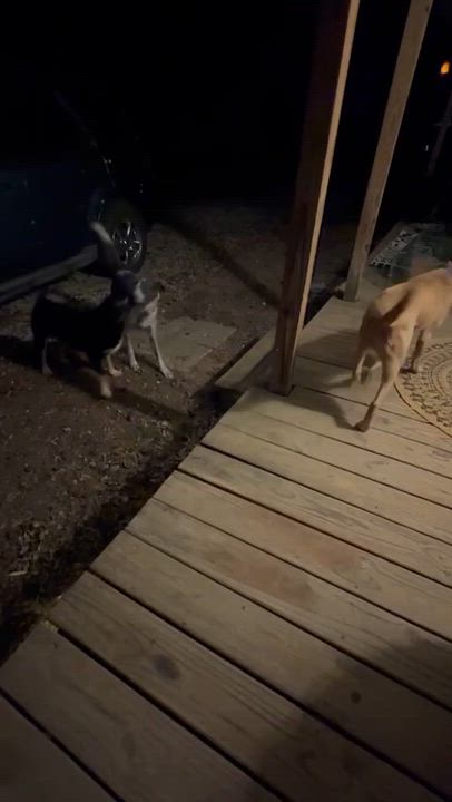 Enlarge Sweet Sara, a ADOPTABLE Mixed Breed in Burlington, VT video 2/6