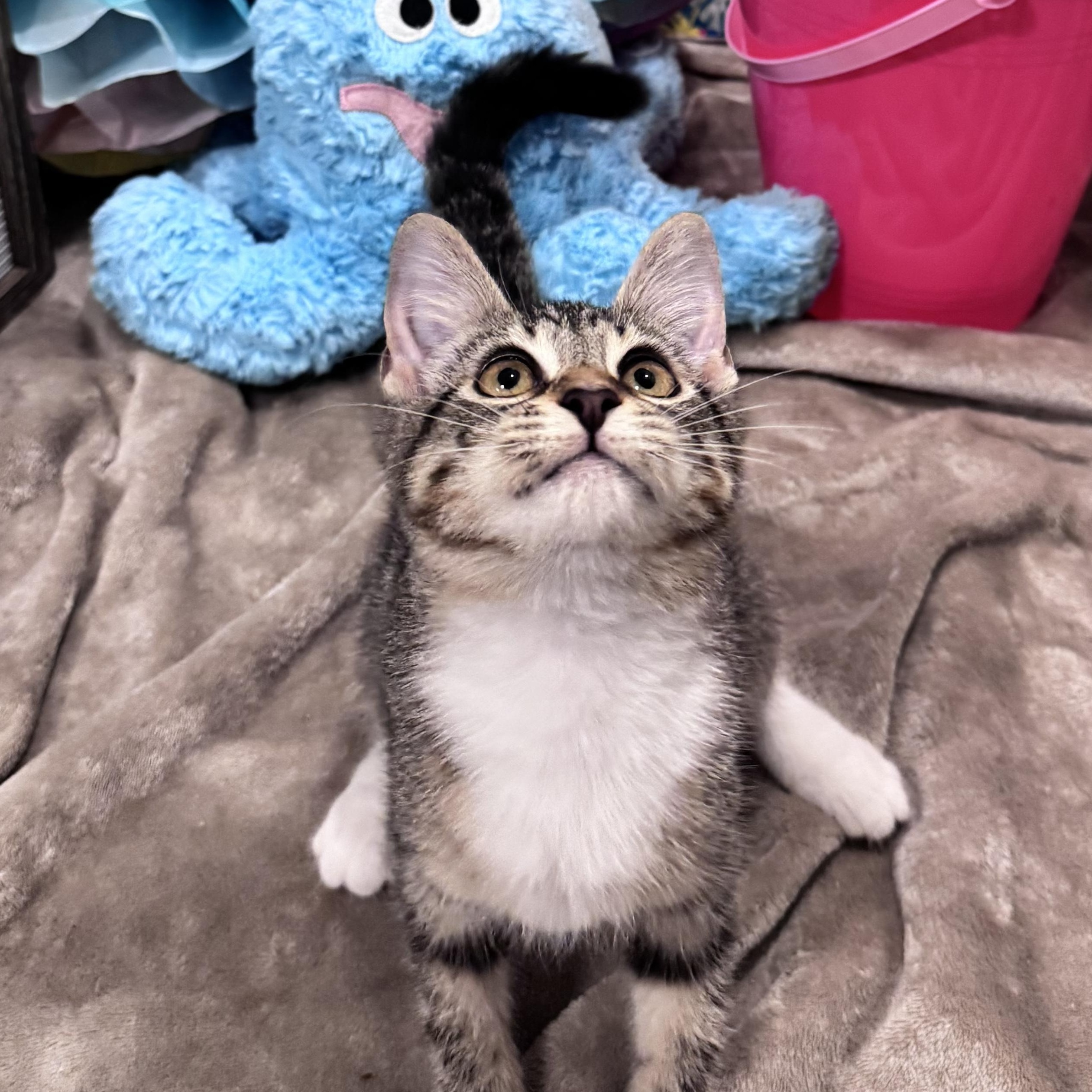 Callie, Adoptable, Kitten Female Domestic Short Hair.