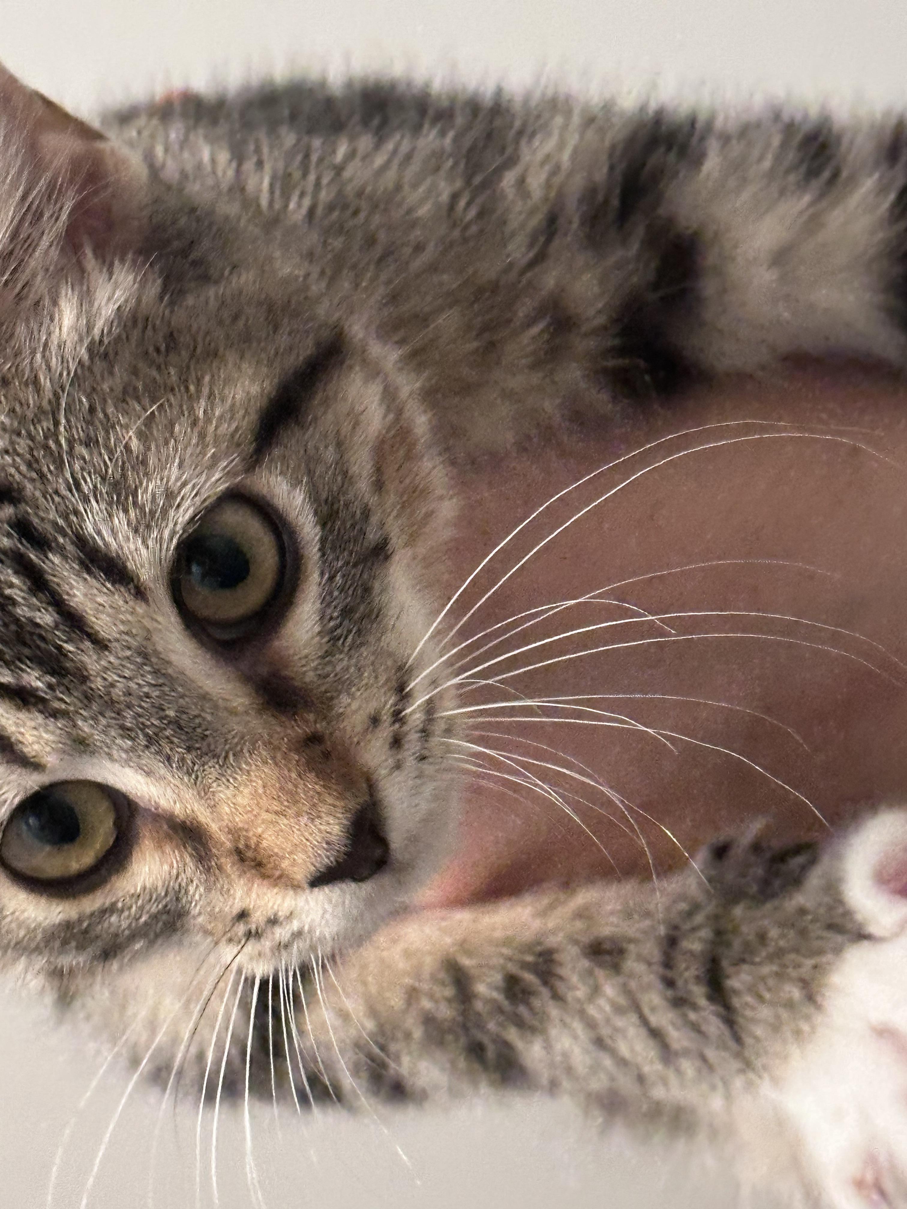 Callie, a Adoptable Domestic Short Hair in Mississippi State, MS image 4/6