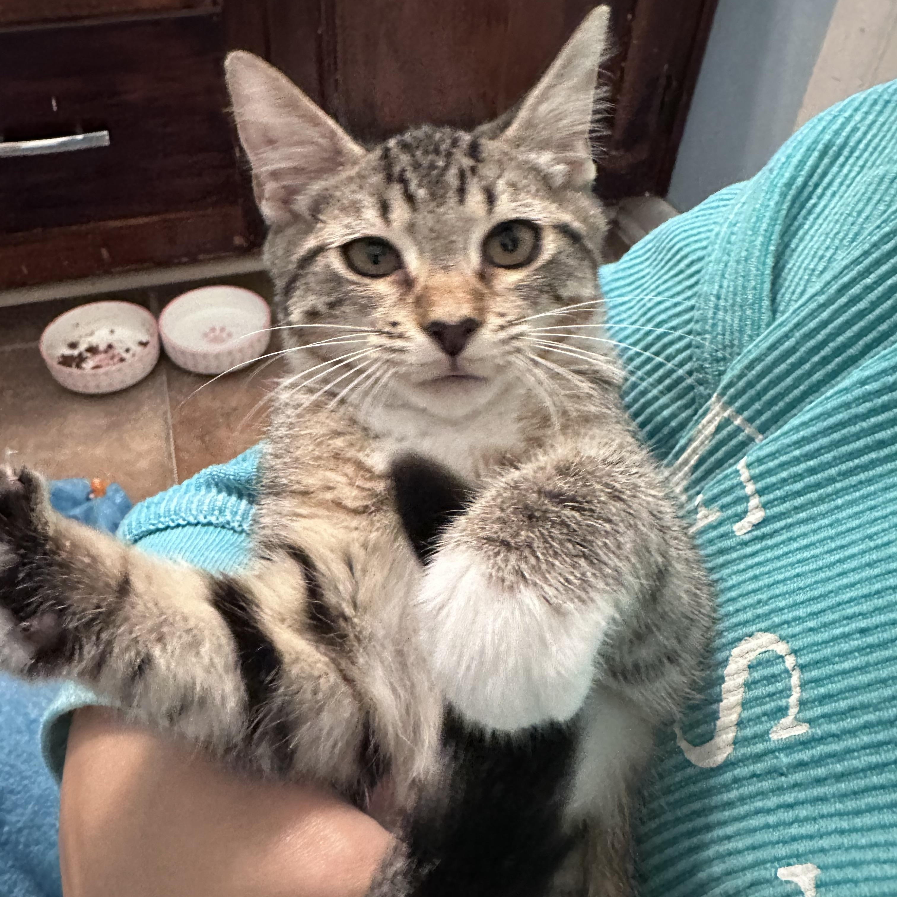Callie, a Adoptable Domestic Short Hair in Mississippi State, MS image 6/6