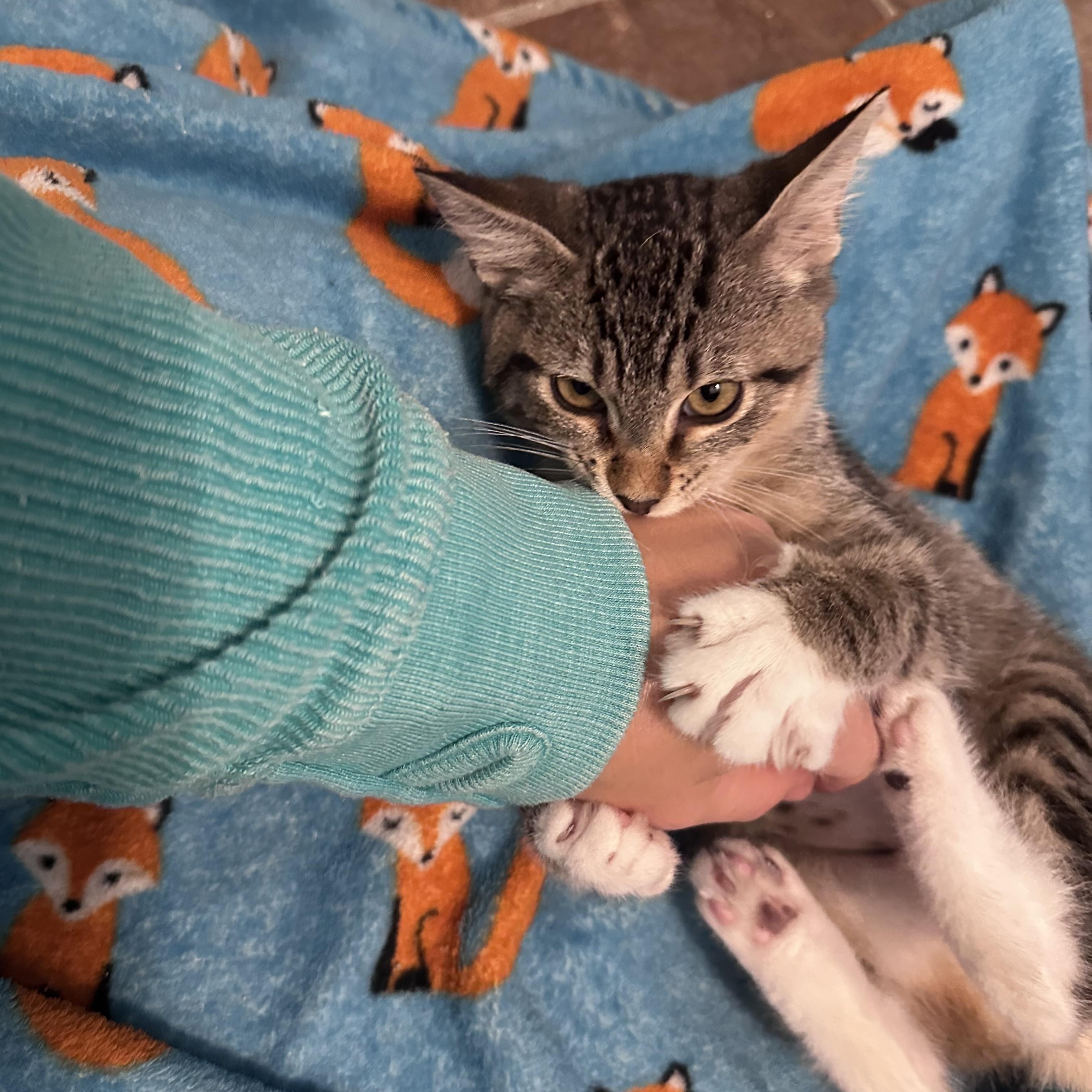 Callie, a Adoptable Domestic Short Hair in Mississippi State, MS image 3/6