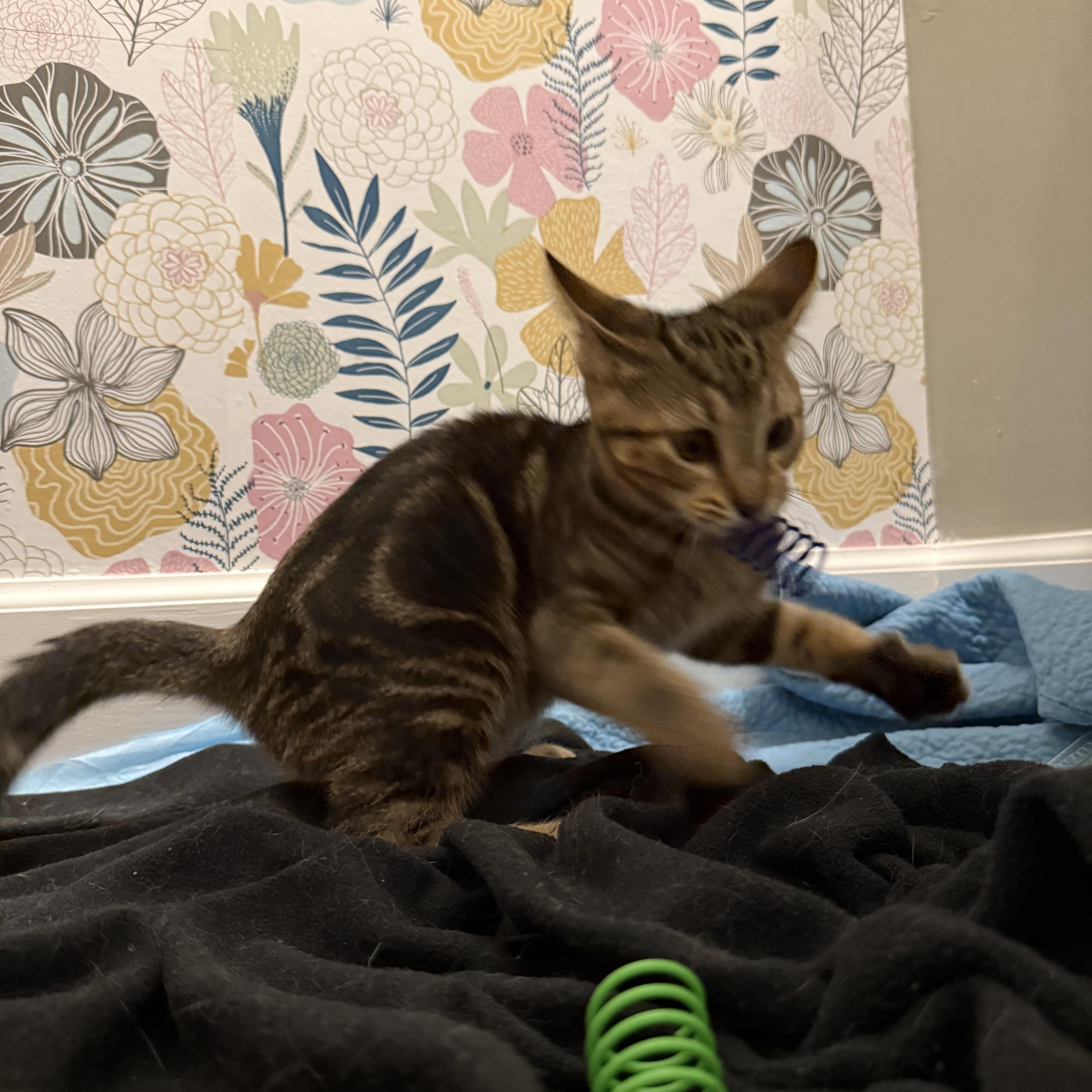 Callie, a Adoptable Domestic Short Hair in Mississippi State, MS image 5/6