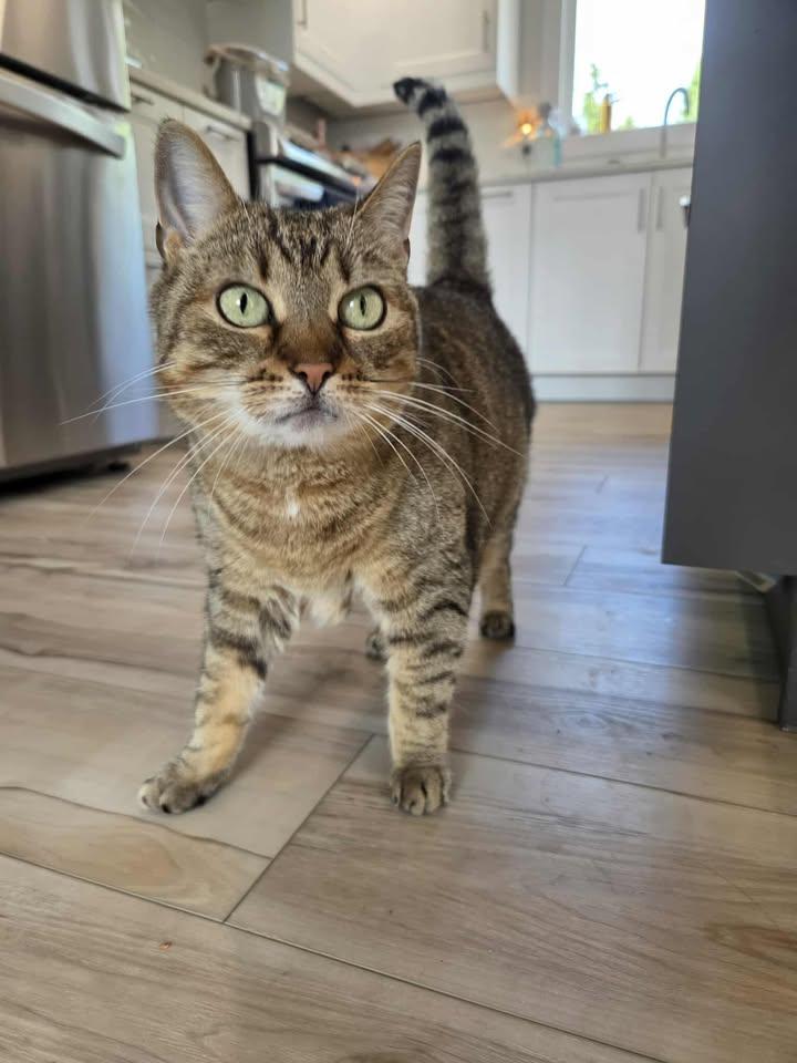 Aster - Private Adoption, an adoptable American Shorthair in St Stephen, NB, E3L 2X2 | Photo Image 1