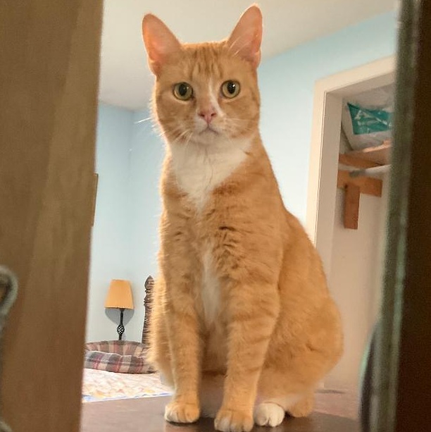 La Finca, an adopted Domestic Short Hair in Fair Haven, VT image 2/2