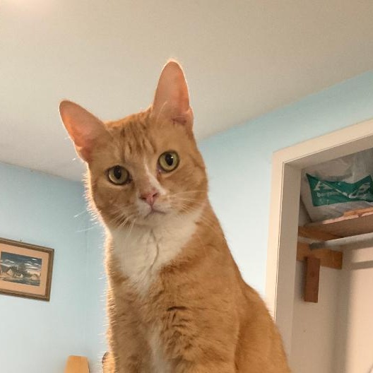 La Finca, adopted, Adult Female Domestic Short Hair.