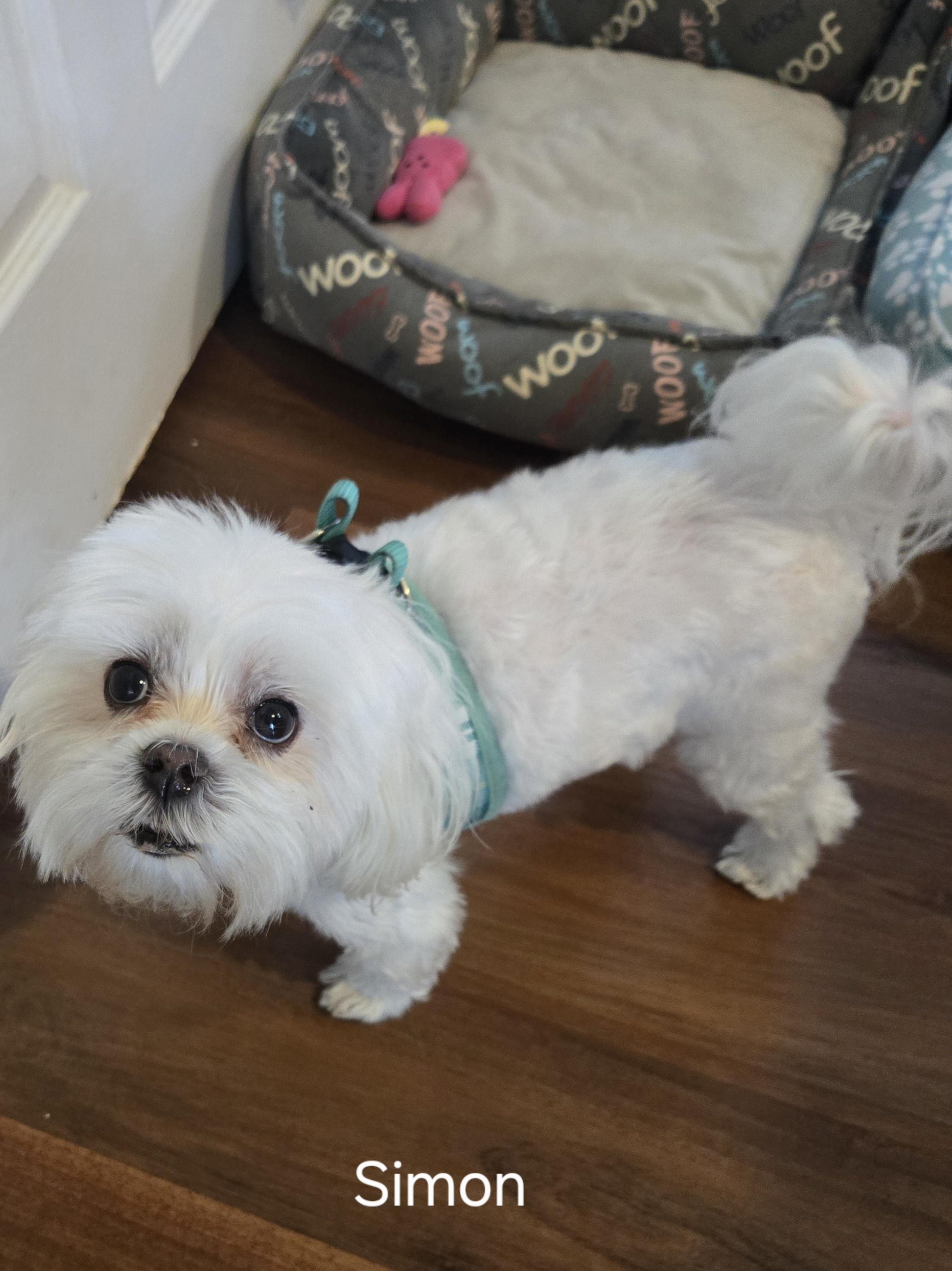 Simon & Mia (VA bonded pair in hospice), a Adoptable Maltese in Bristow, VA image 1/2