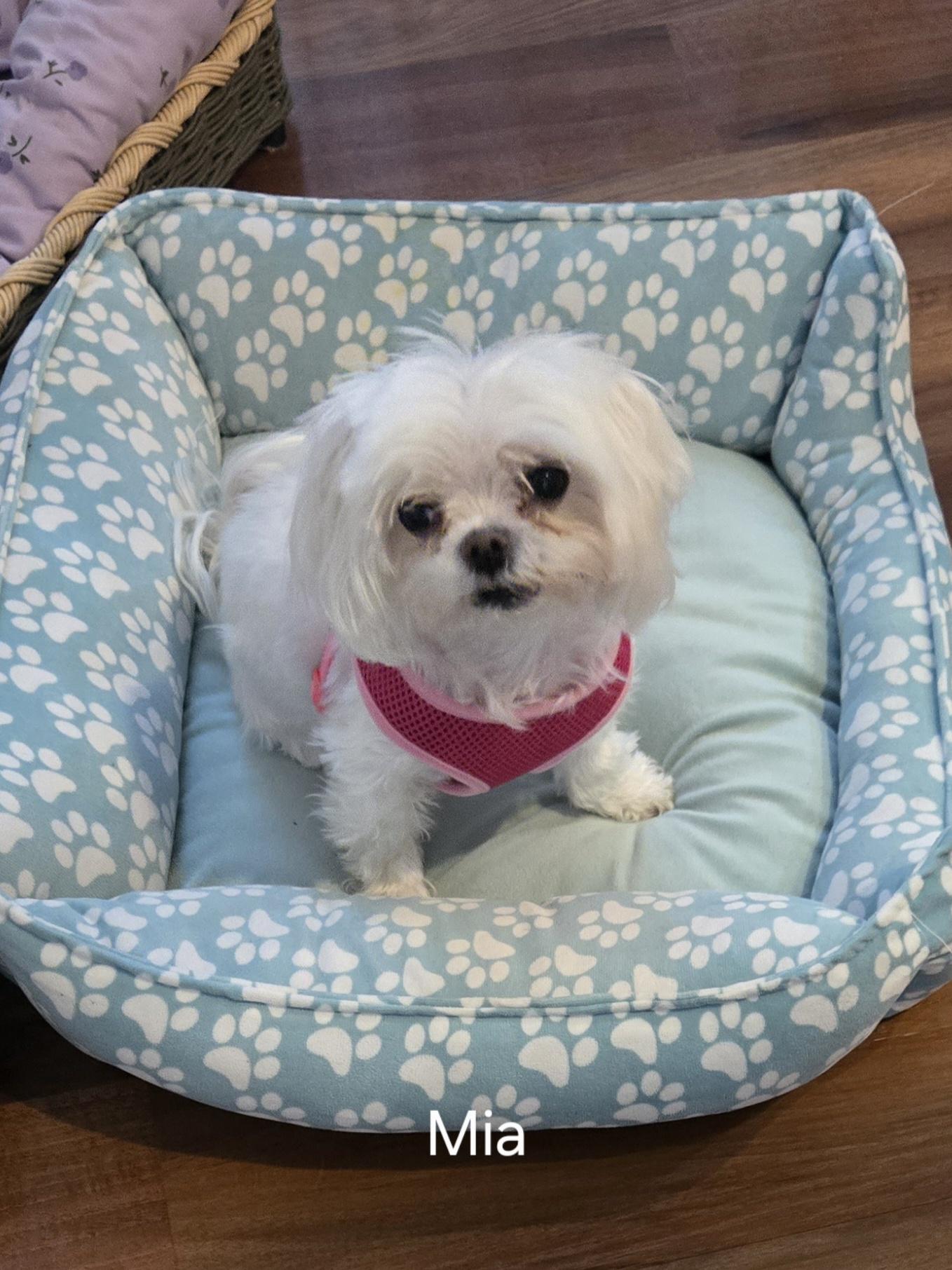 Simon & Mia (VA bonded pair in hospice), a Adoptable Maltese in Bristow, VA image 2/2