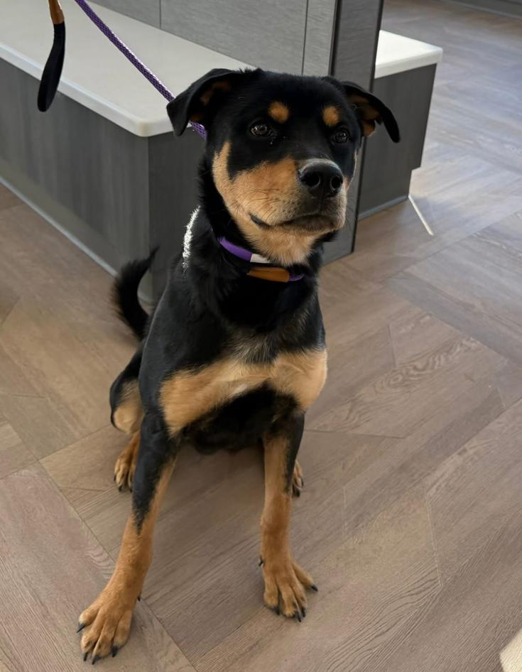 BEAN, adopted, Young Male Rottweiler.