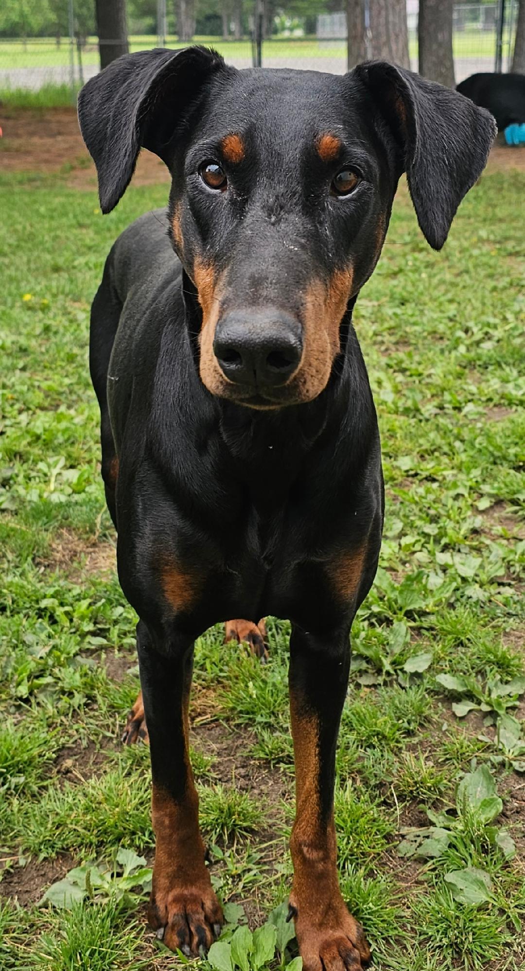 Pepper-Bonded Pair-Sponsored, a ADOPTABLE Doberman Pinscher in Lapeer, MI image 3/4