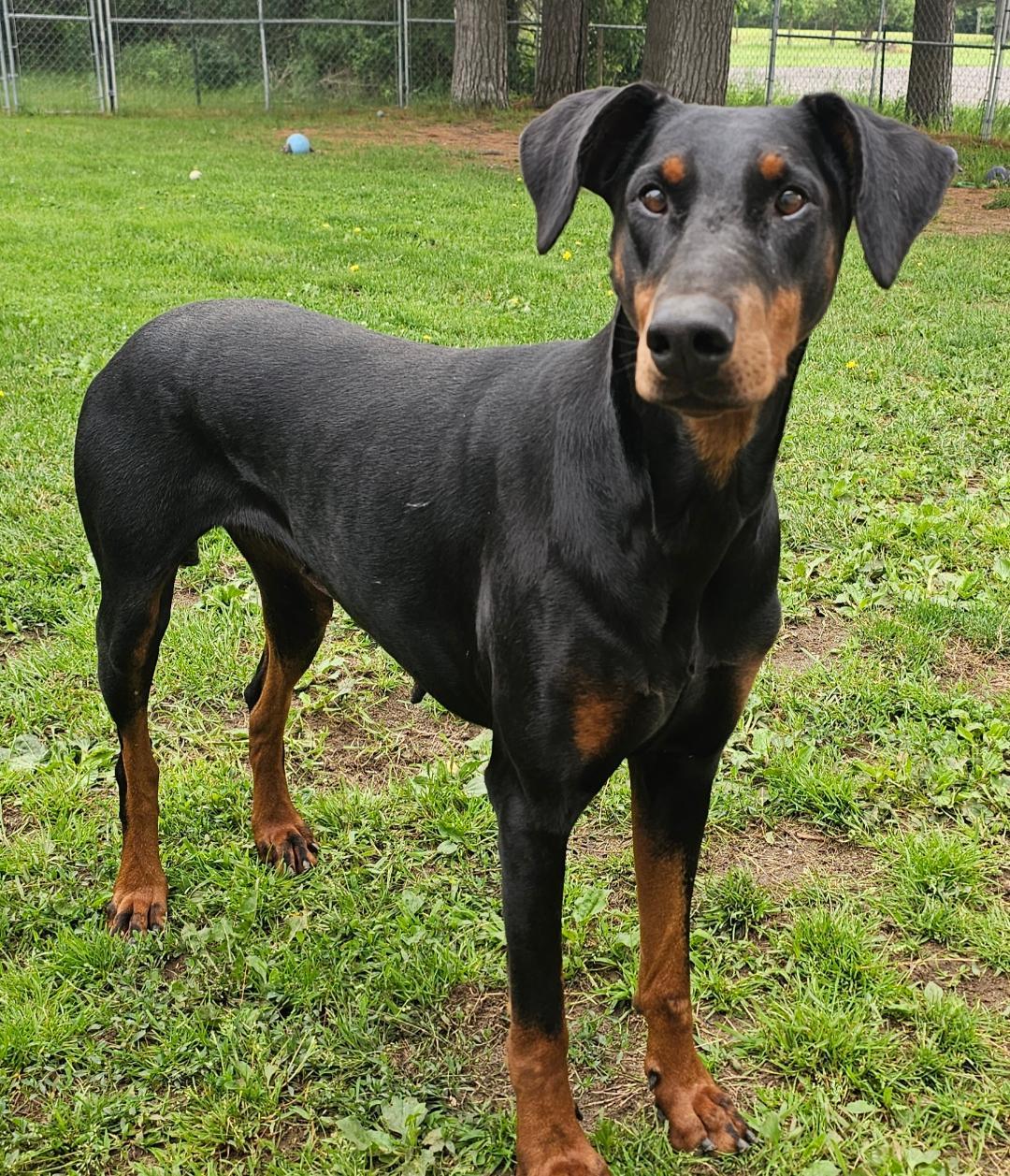 Pepper-Bonded Pair-Sponsored, a ADOPTABLE Doberman Pinscher in Lapeer, MI image 4/4