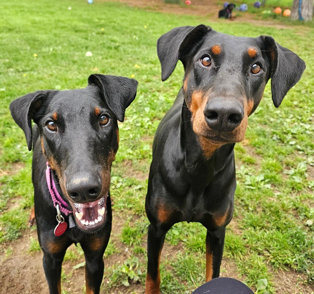 Pepper-Bonded Pair-Sponsored, a ADOPTABLE Doberman Pinscher in Lapeer, MI image 2/4