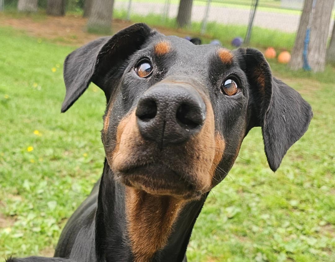 Pepper-Bonded Pair-Sponsored, ADOPTABLE, Adult Female Doberman Pinscher.