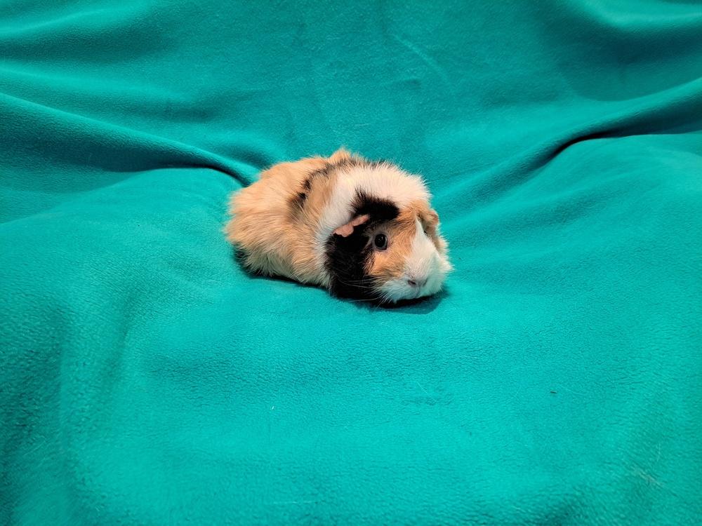 Calypso and Zhen, Adoptable, Adult Female Guinea Pig & Guinea Pig.