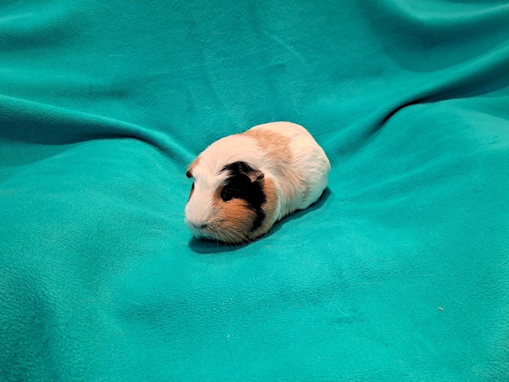 Enlarge Calypso and Zhen, a Adoptable mixed breed in South Bend, IN image 3/5
