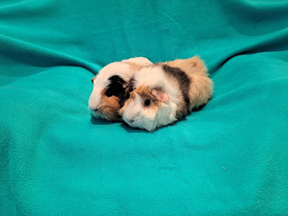 Enlarge Calypso and Zhen, a Adoptable mixed breed in South Bend, IN image 4/5